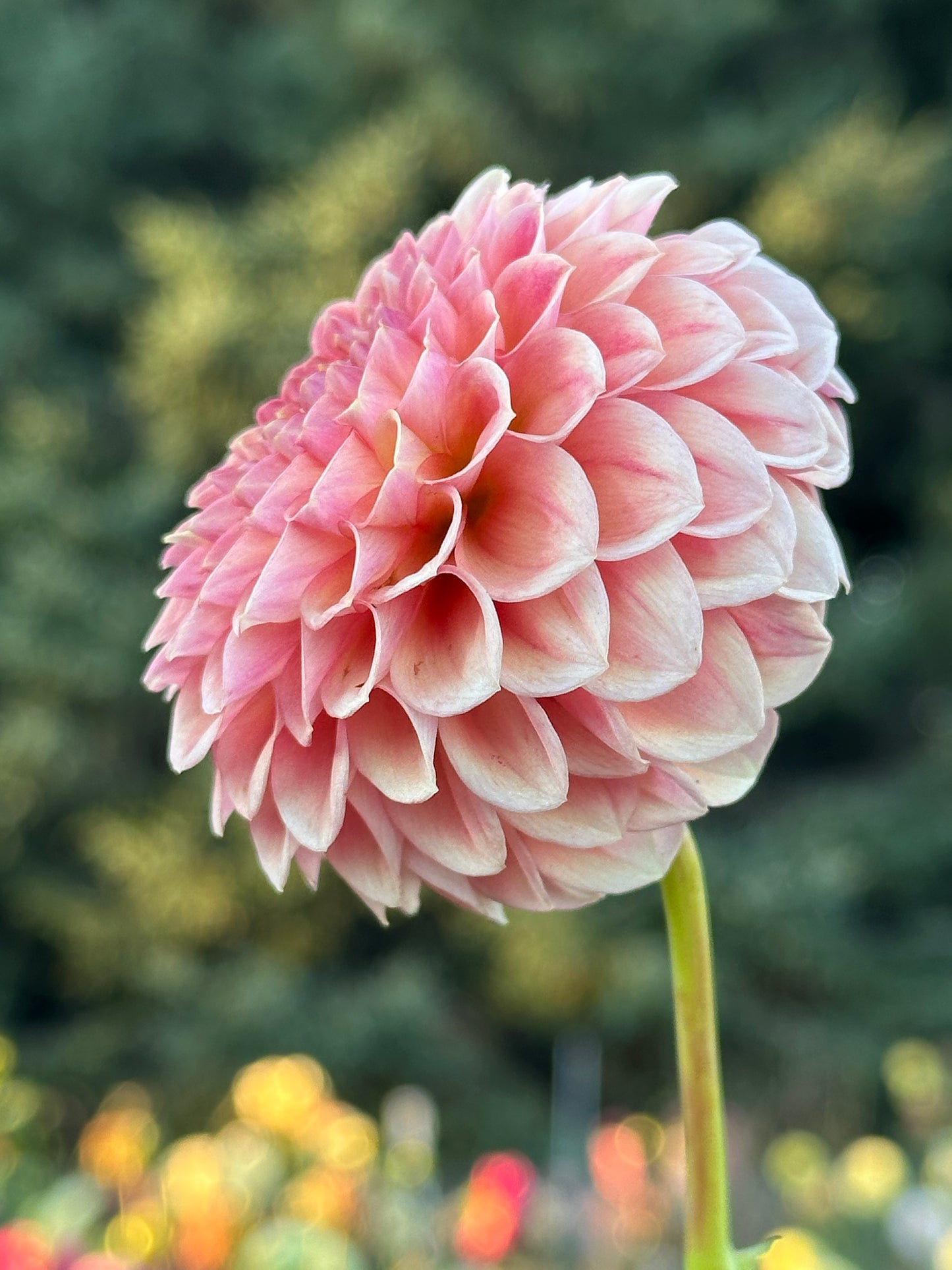 Sun Spot Dahlia Tuber