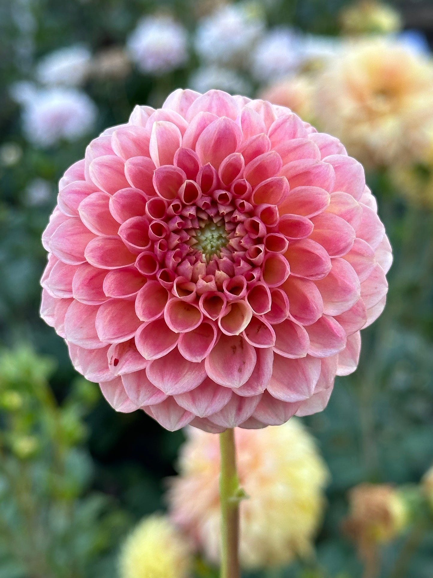 Sun Spot Dahlia Tuber