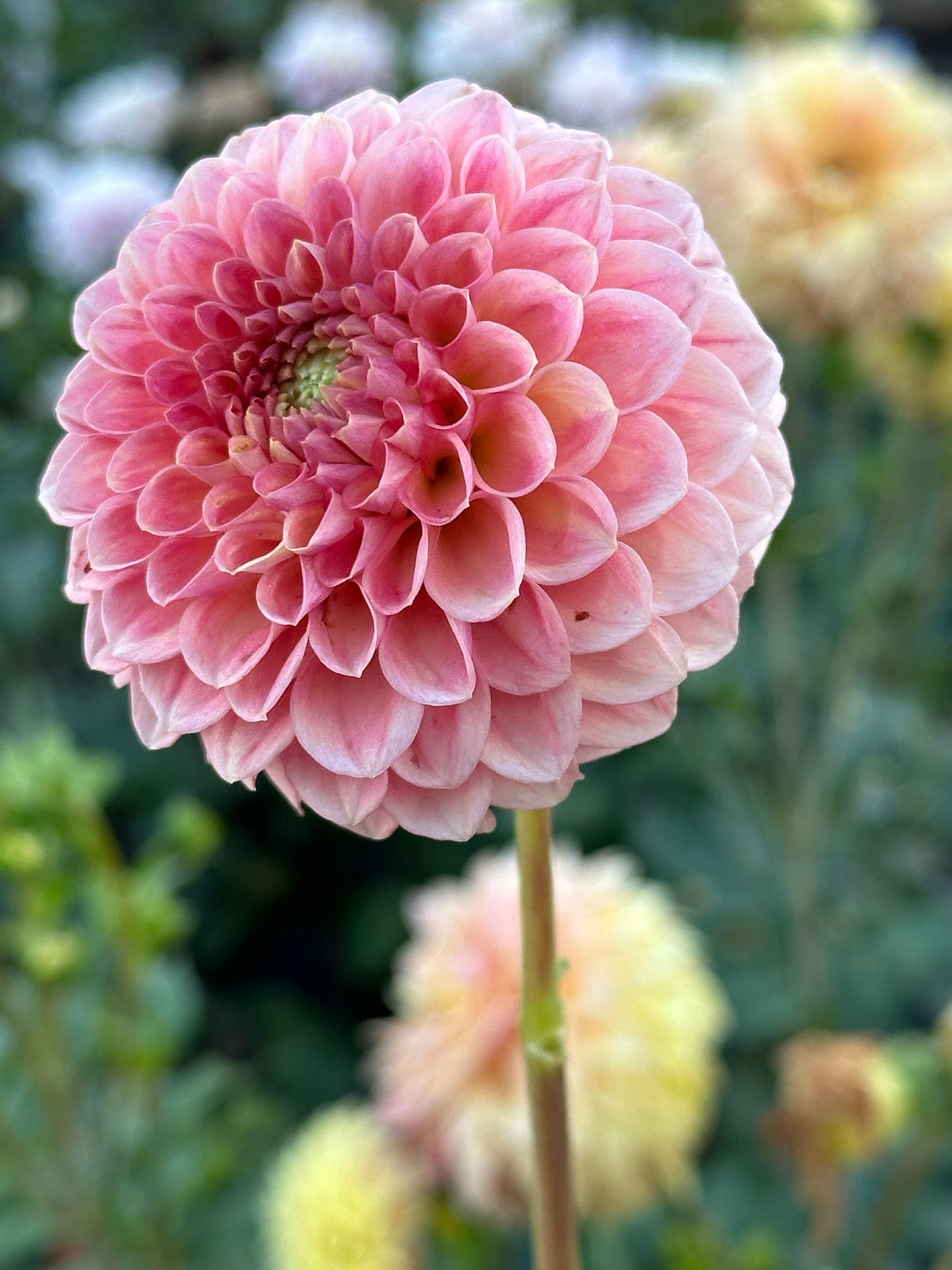 Sun Spot Dahlia Tuber