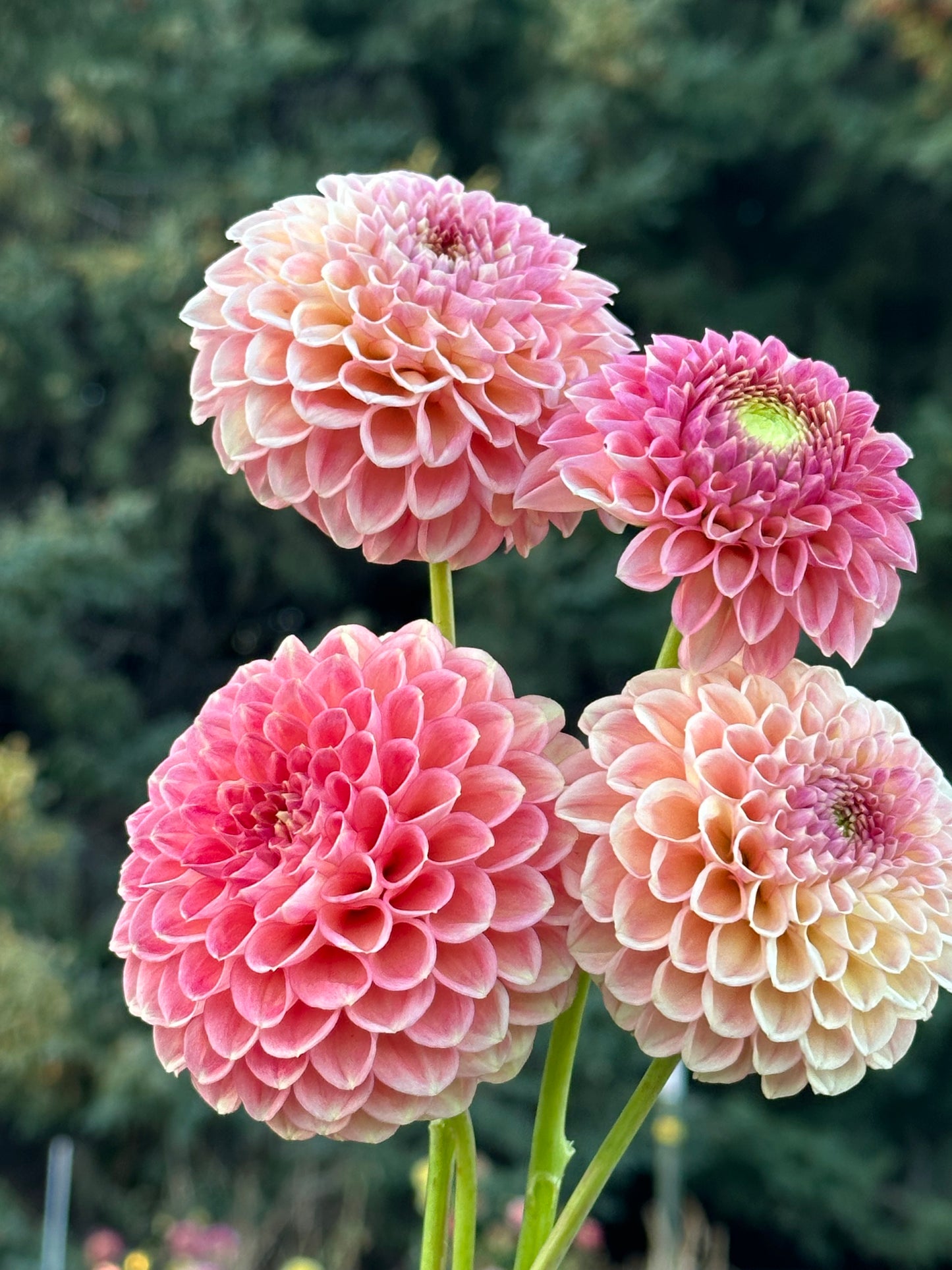 Sun Spot Dahlia Tuber