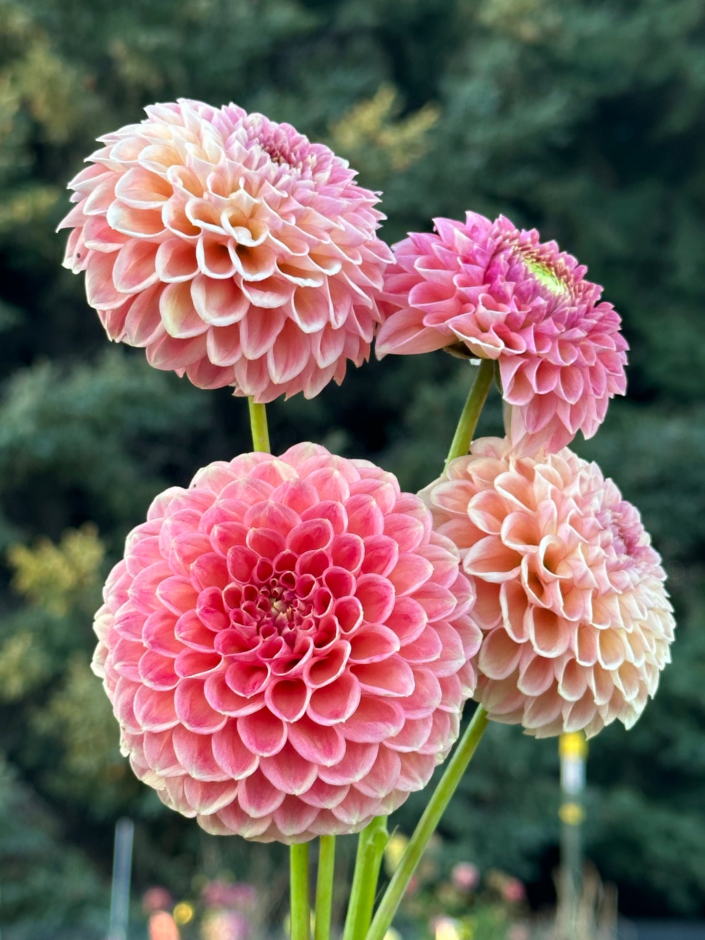 Sun Spot Dahlia Tuber