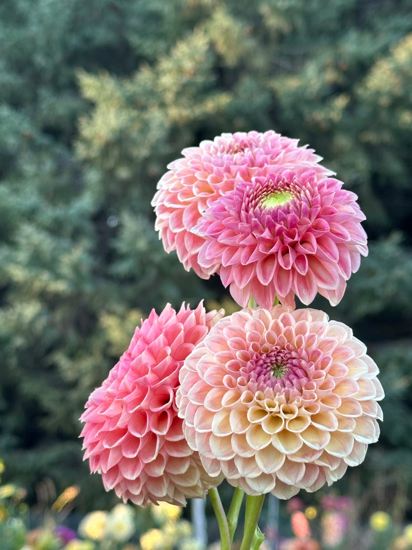 Sun Spot Dahlia Tuber