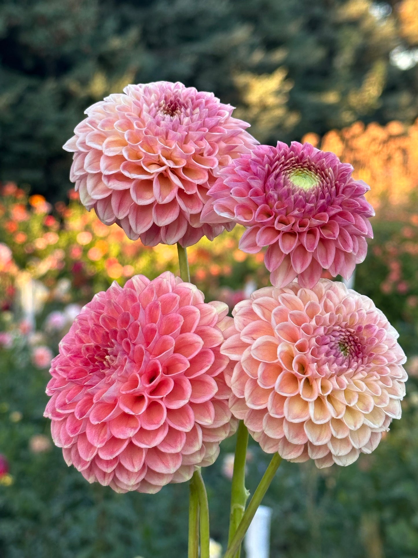 Sun Spot Dahlia Tuber