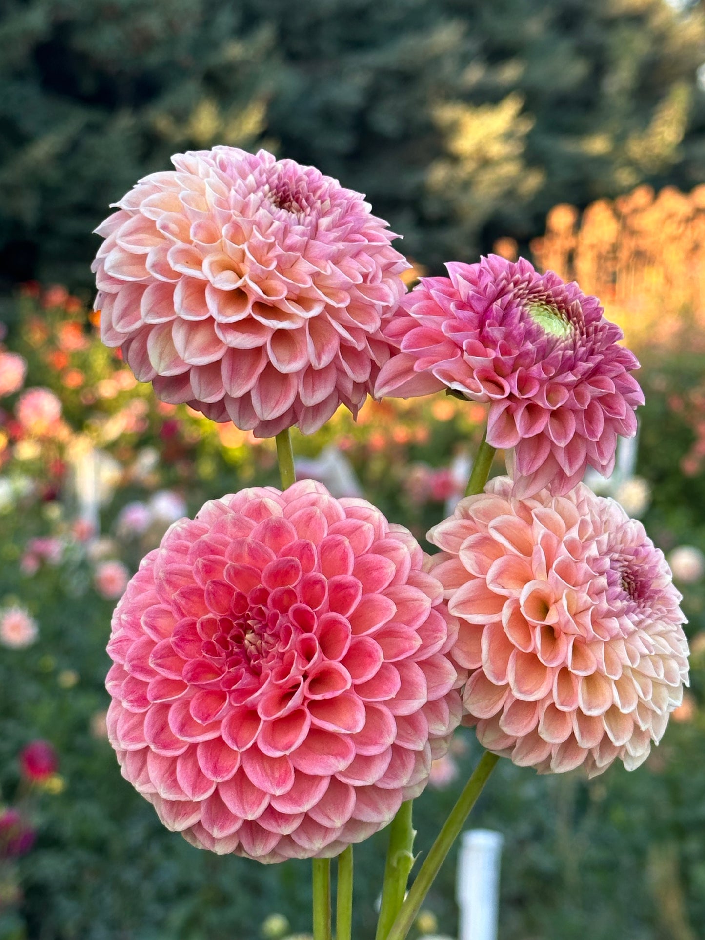 Sun Spot Dahlia Tuber