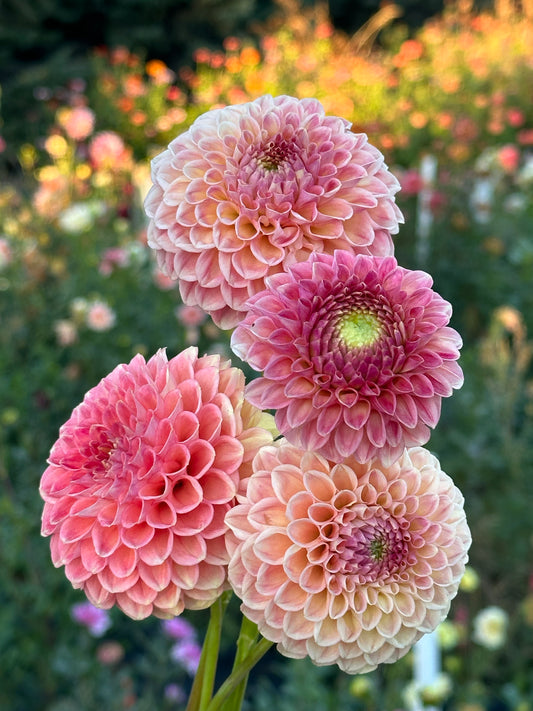 Sun Spot Dahlia Tuber