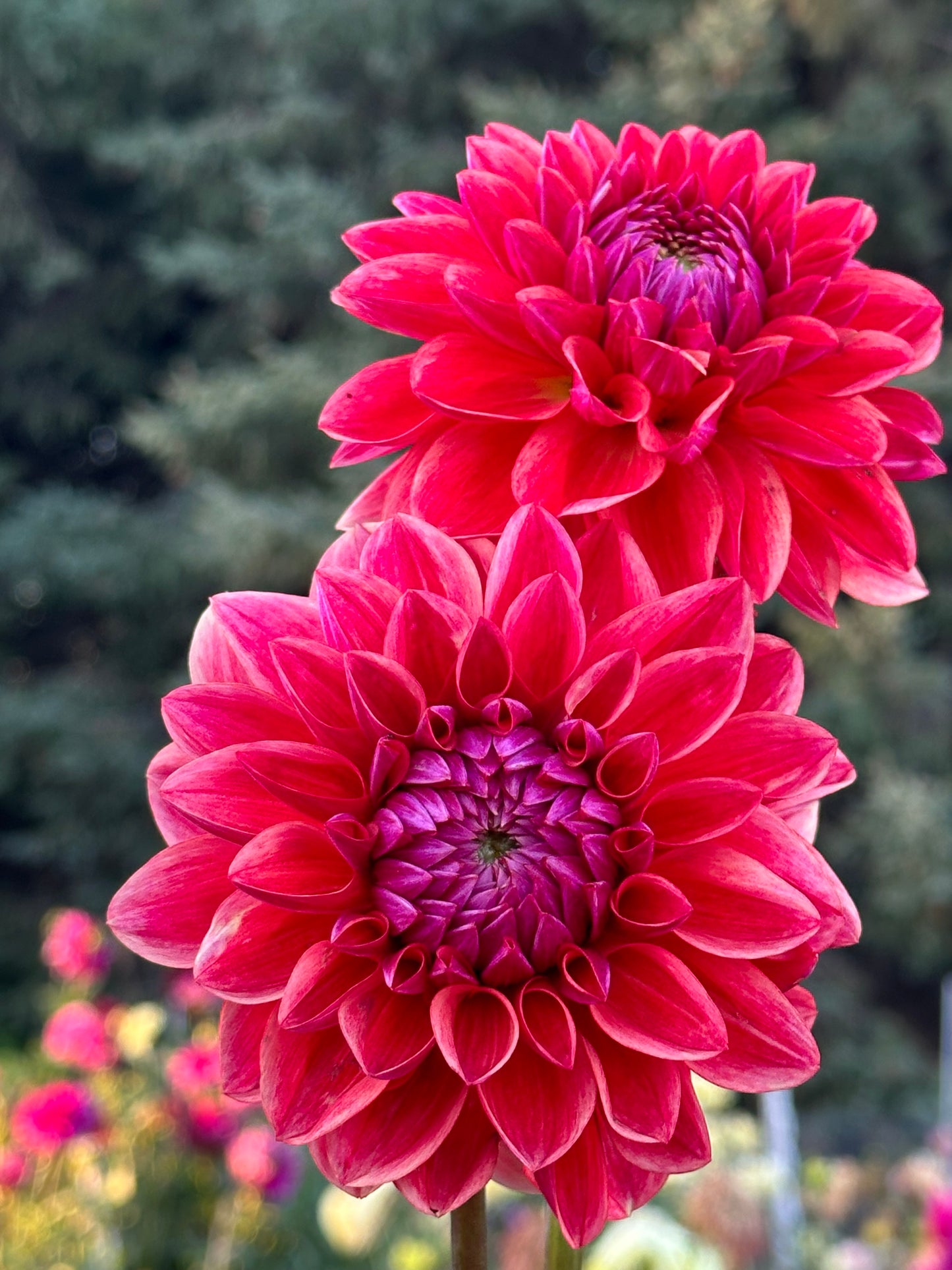 All That Jazz Dahlia Tuber