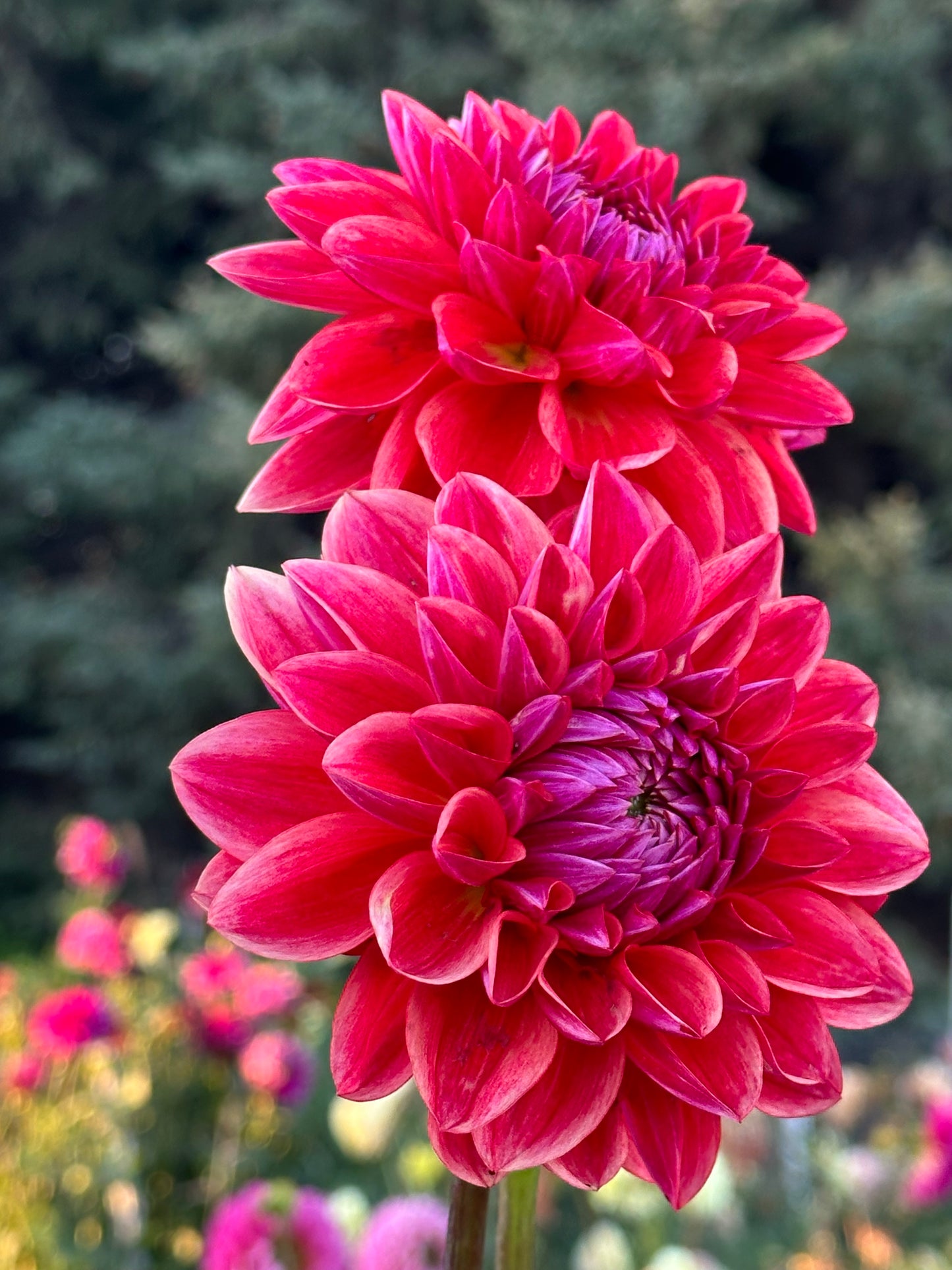 All That Jazz Dahlia Tuber