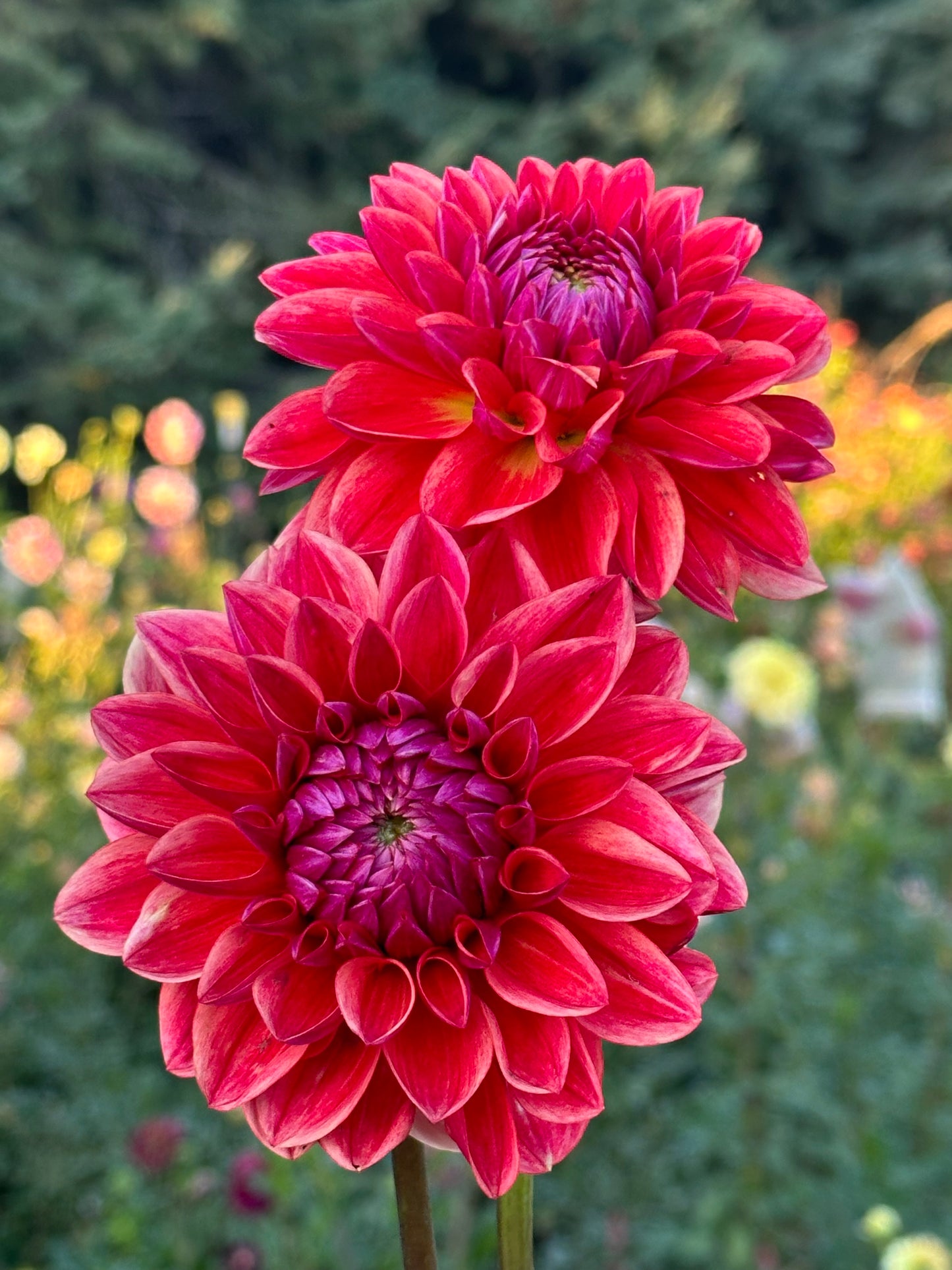 All That Jazz Dahlia Tuber