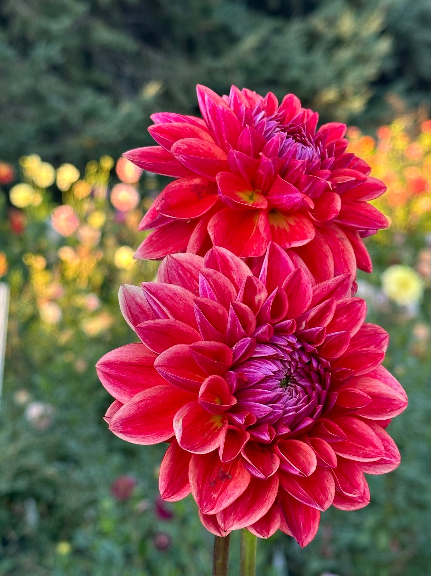 All That Jazz Dahlia Tuber