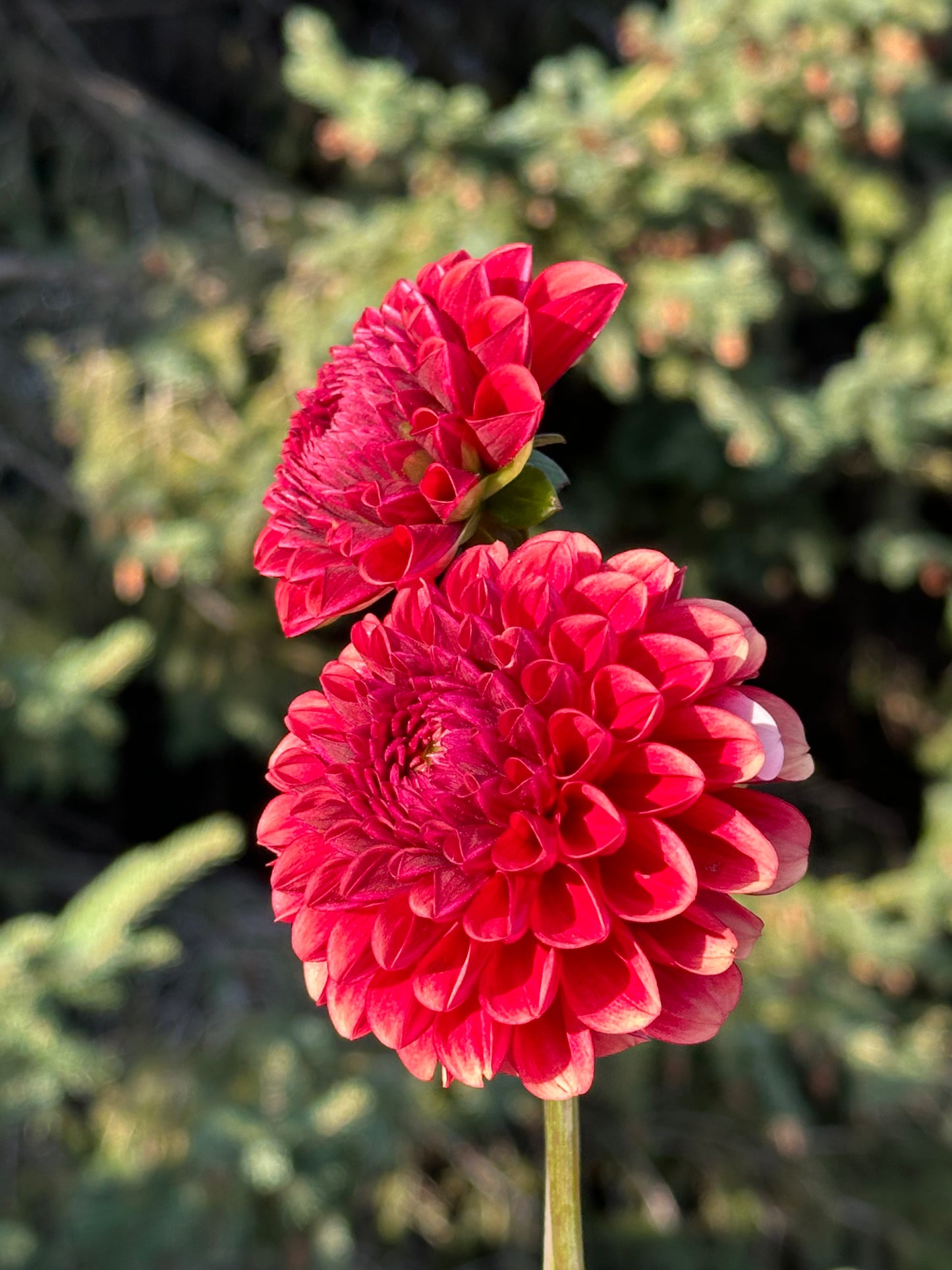 Copper Boy Dahlia Tuber