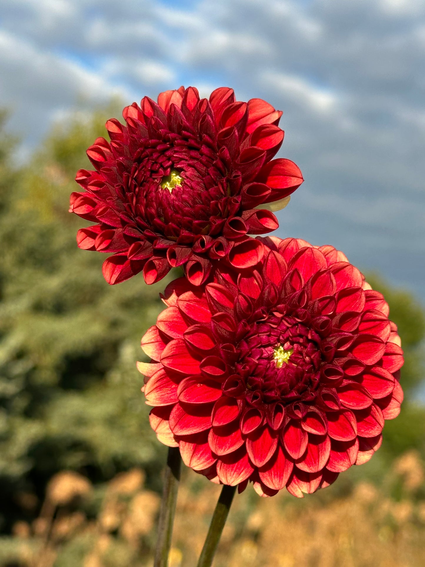 Copper Boy Dahlia Tuber