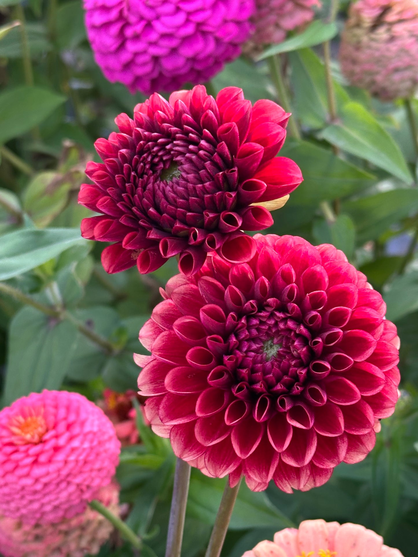 Copper Boy Dahlia Tuber