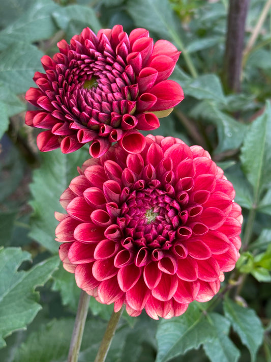 Copper Boy Dahlia Tuber