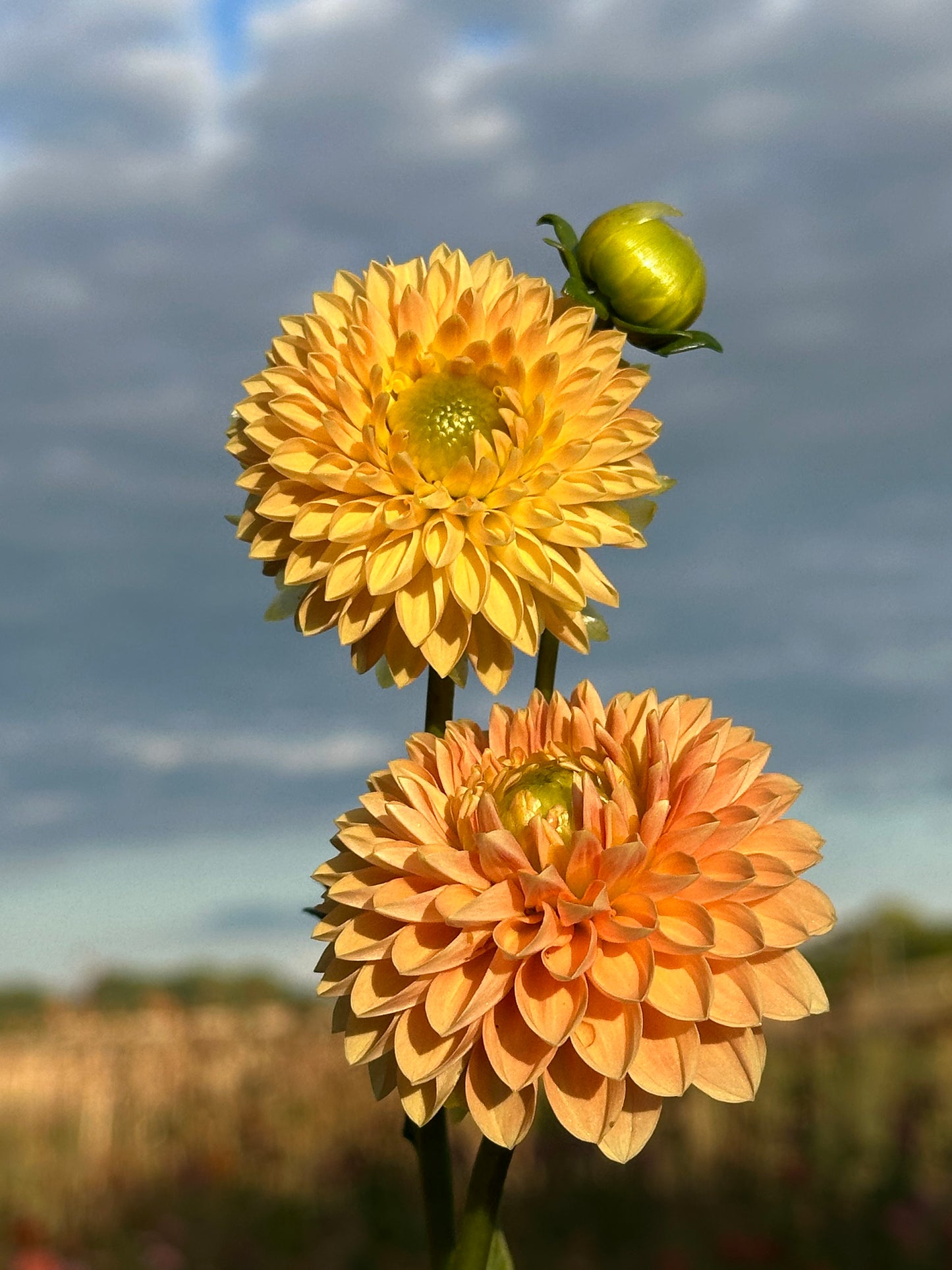 Beatrice Dahlia Tuber