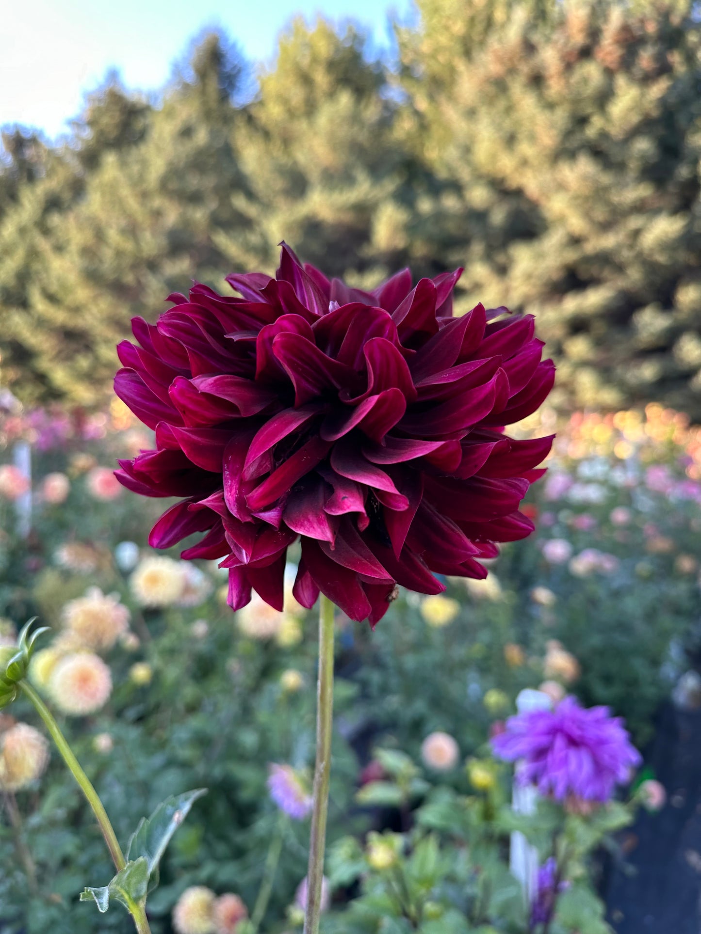 Hollyhill Black Beauty