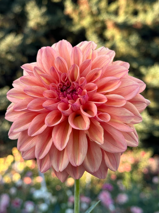 Ferncliff Copper Dahlia Tuber