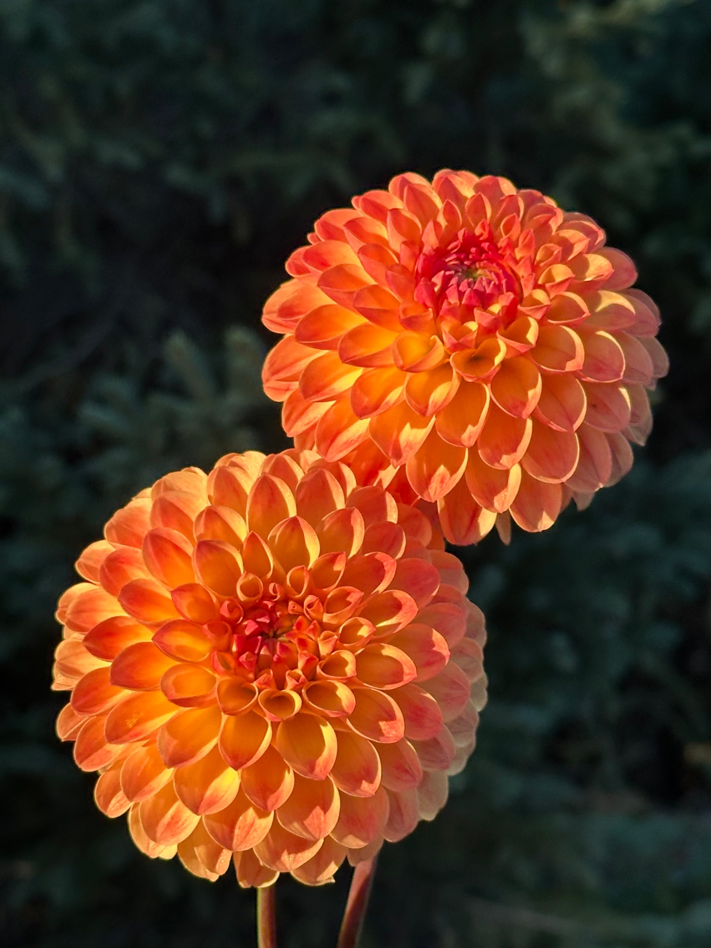 Jowey Chantal Dahlia Tuber
