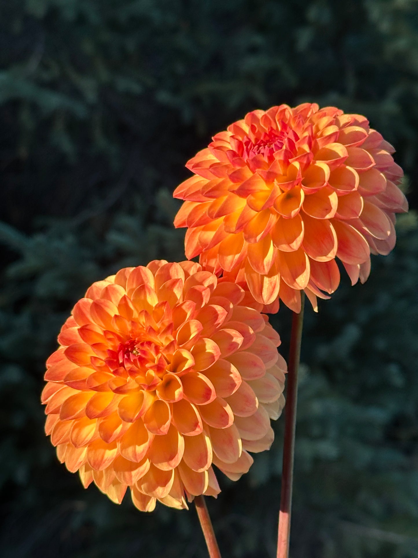 Jowey Chantal Dahlia Tuber