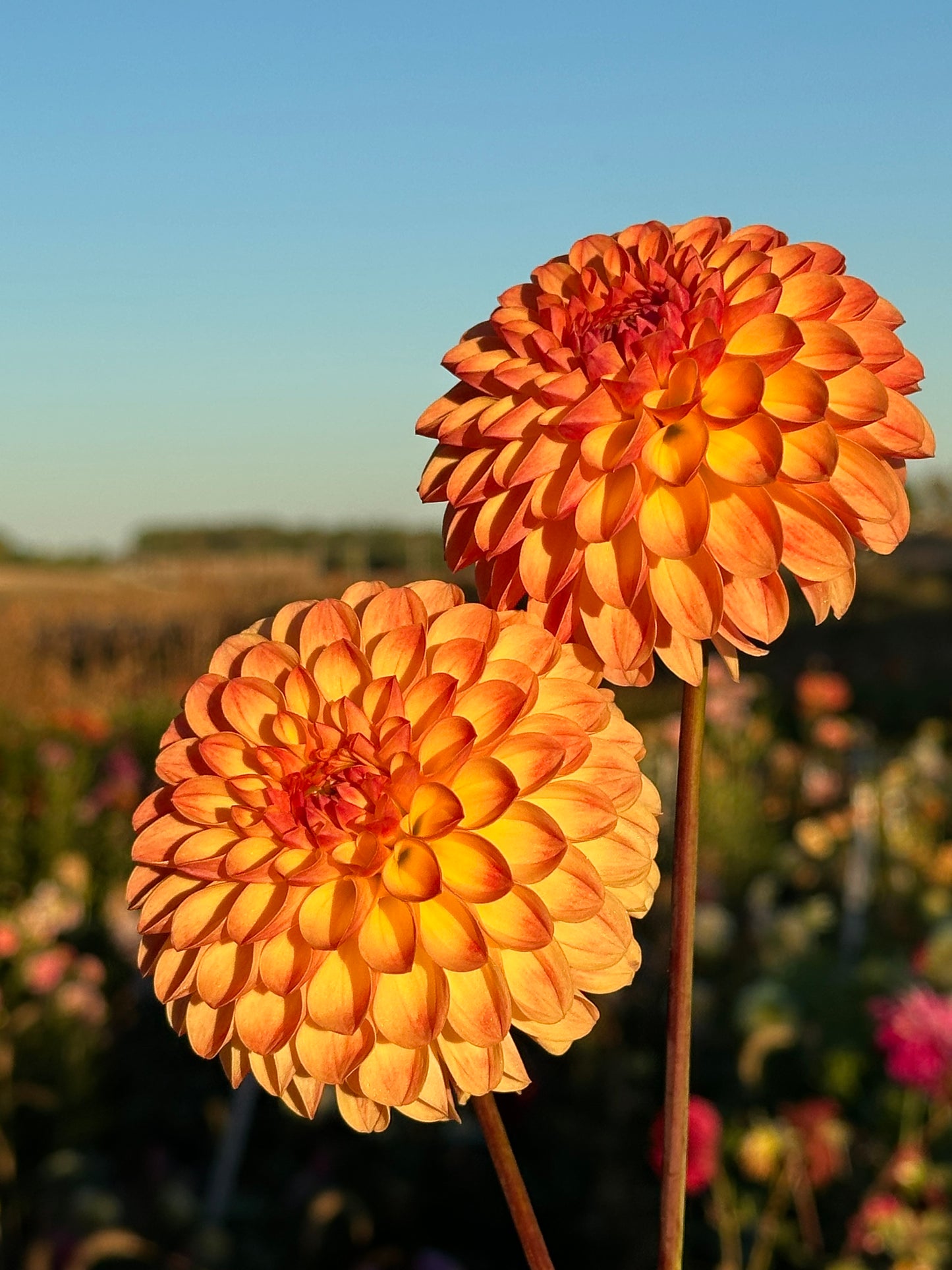 Jowey Chantal Dahlia Tuber
