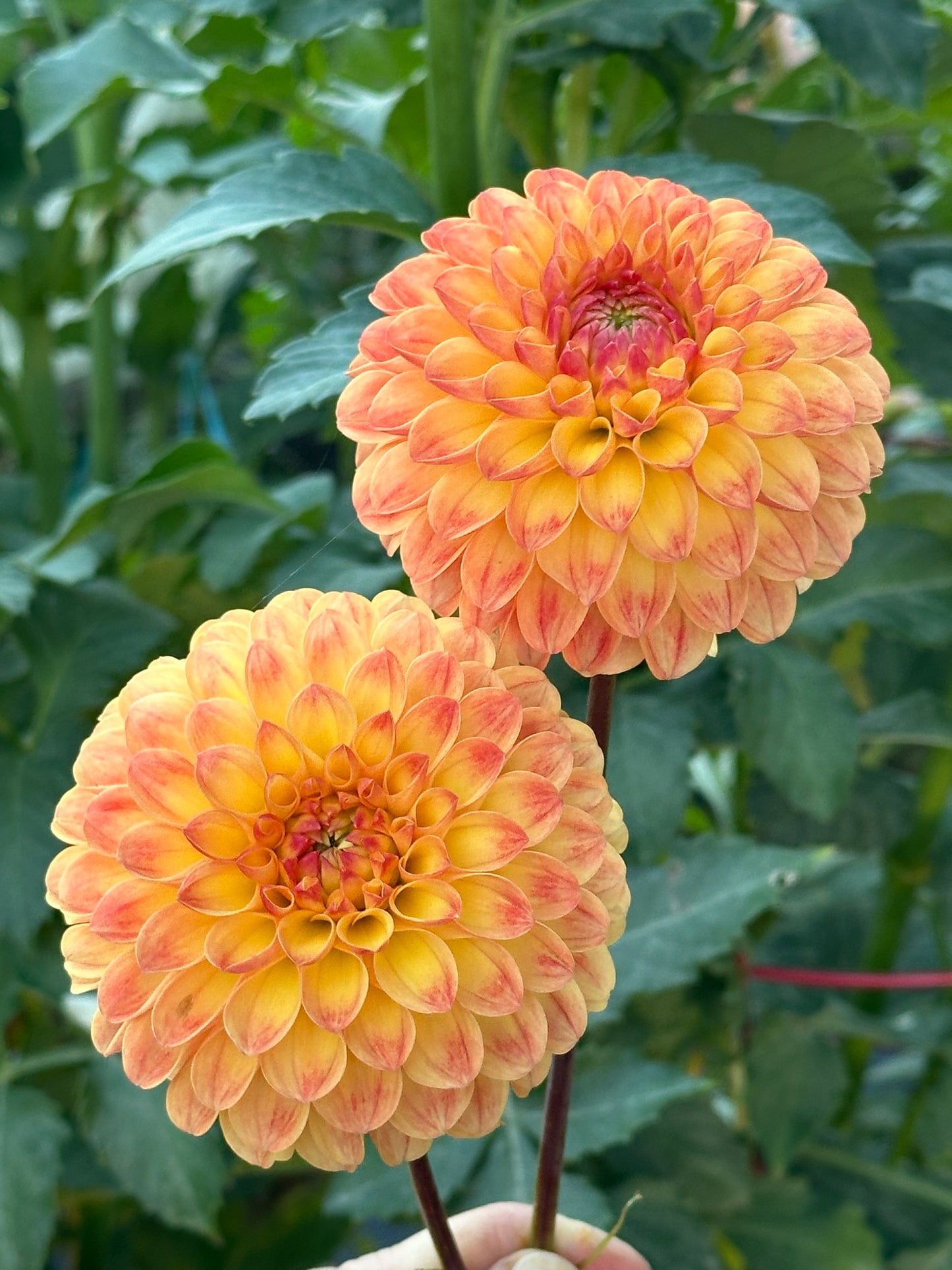 Jowey Chantal Dahlia Tuber