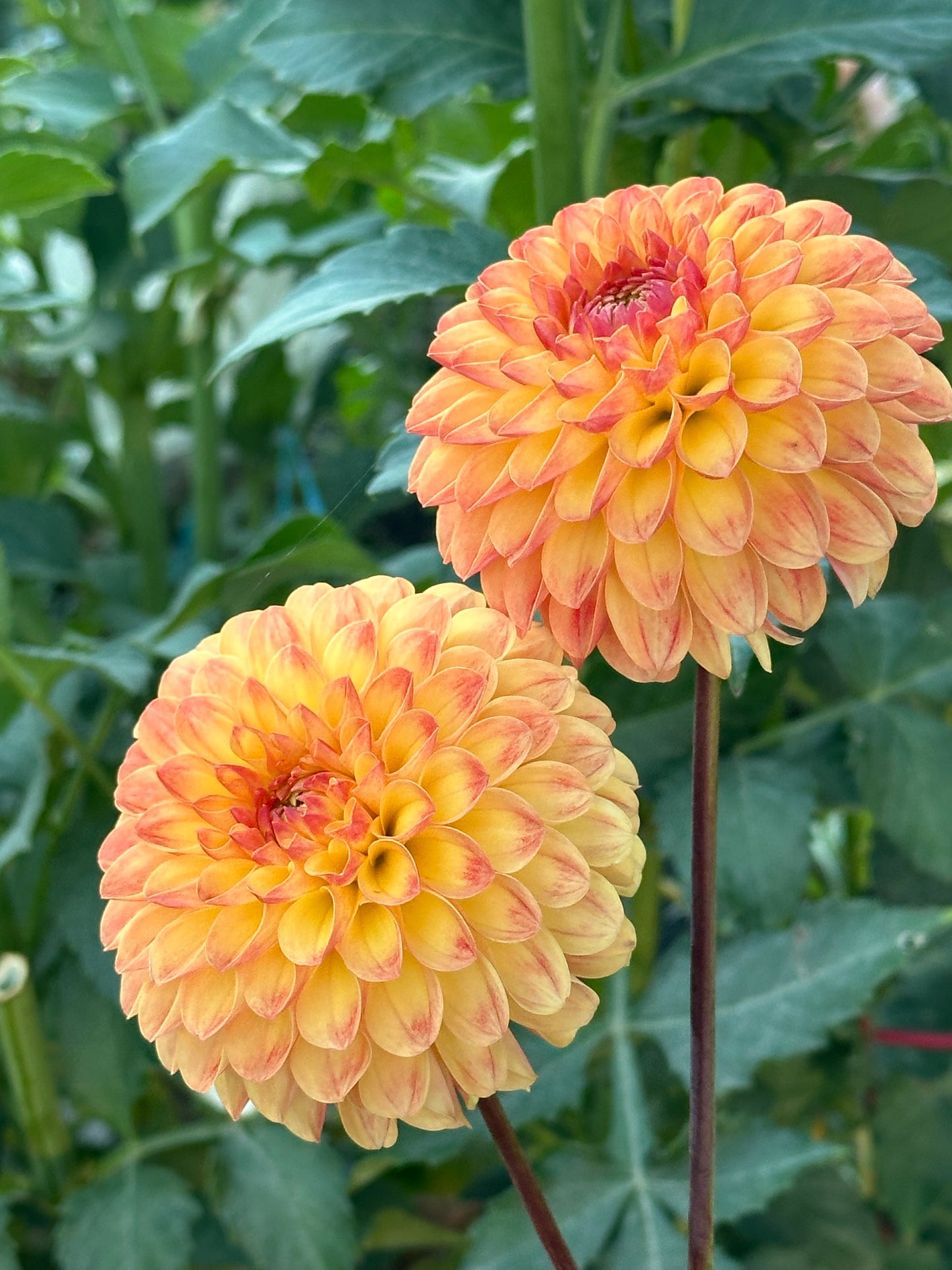 Jowey Chantal Dahlia Tuber