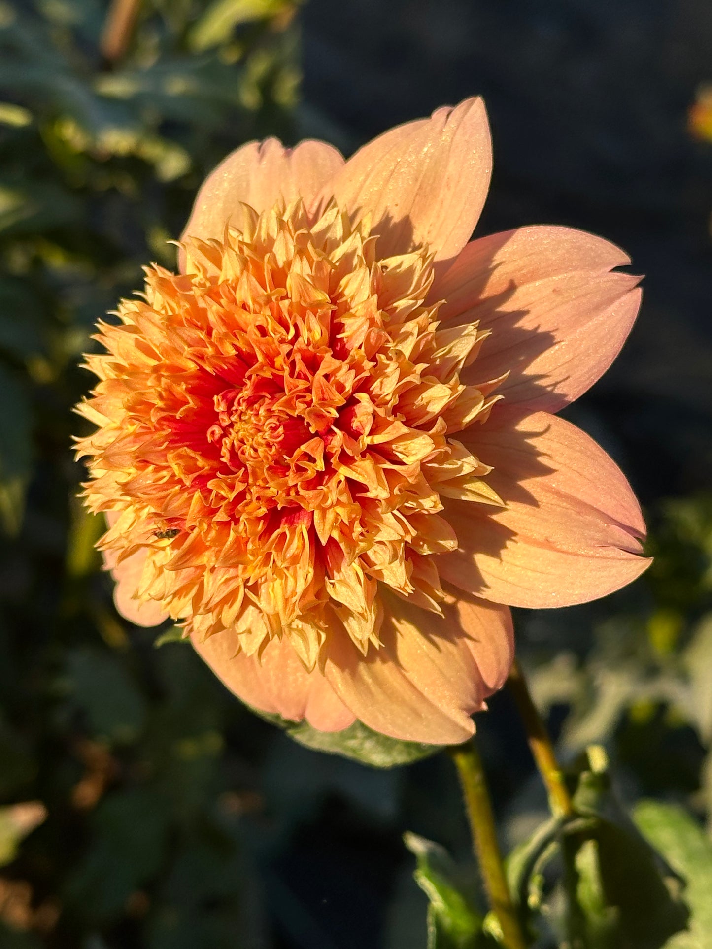 Sandia Brocade Dahlia Tuber