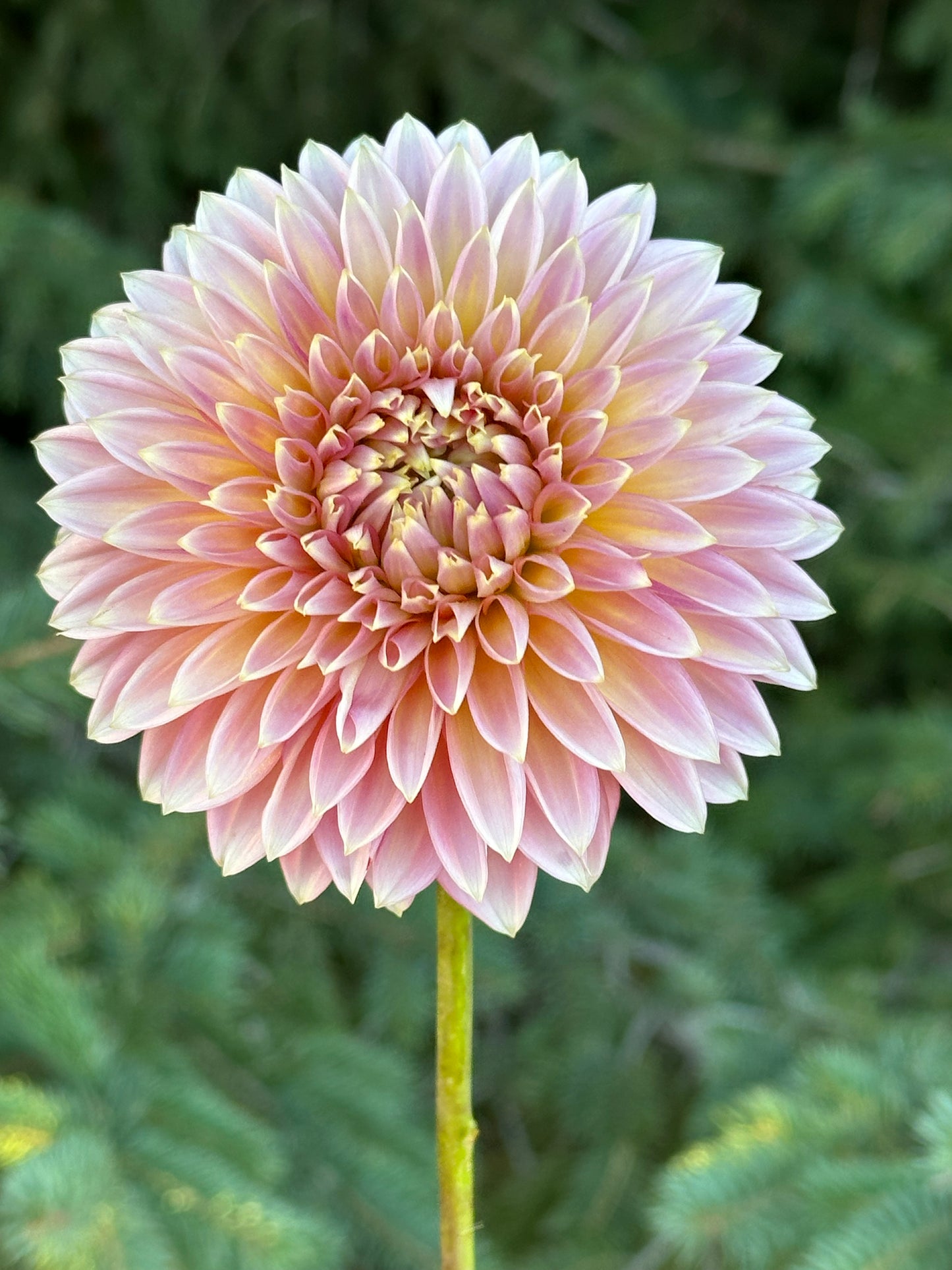 Bloomquist Mojo Dahlia