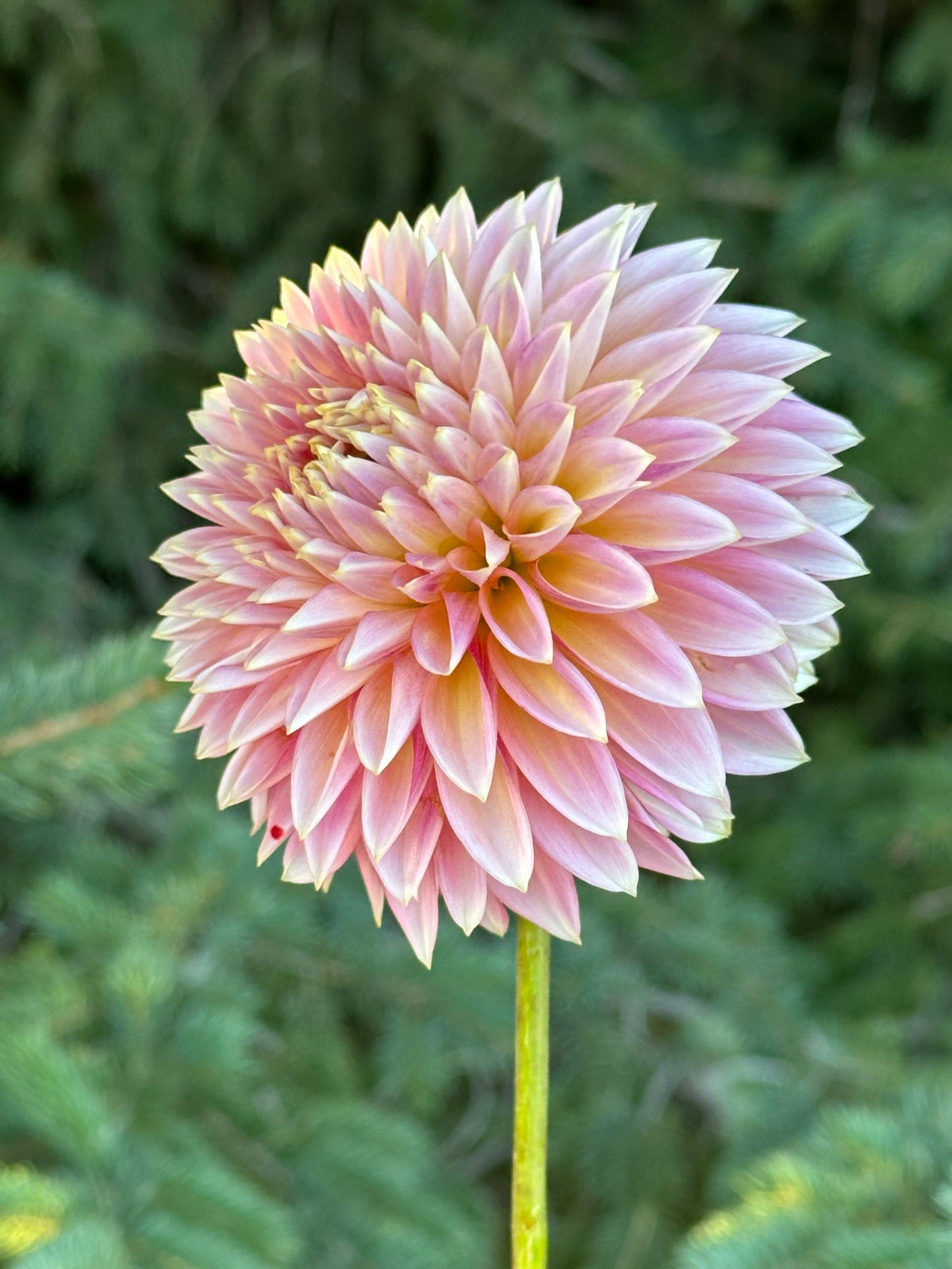 Bloomquist Mojo Dahlia