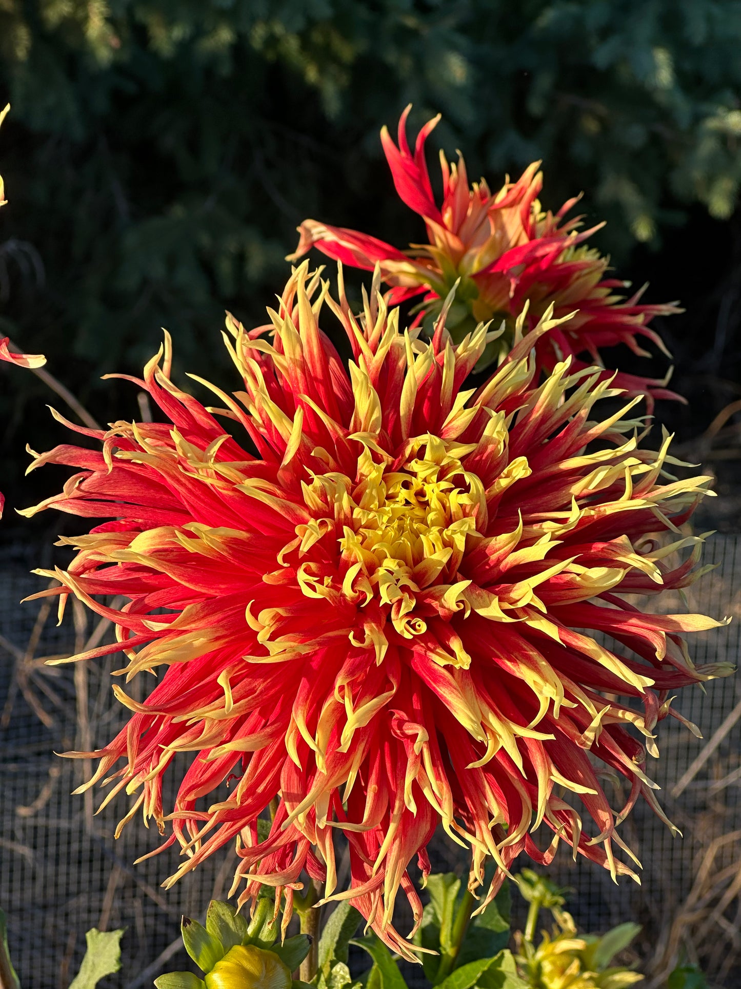 Show N Tell Dahlia Tuber