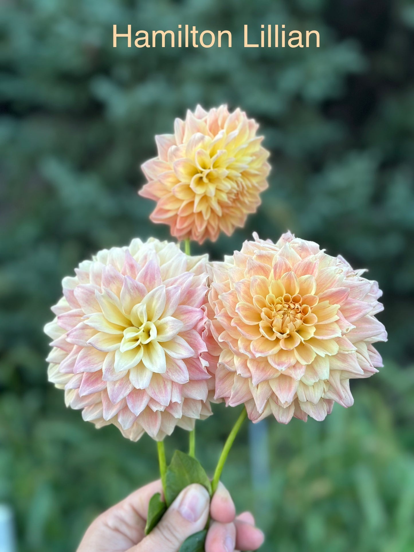 Hamilton Lillian Dahlia Tuber