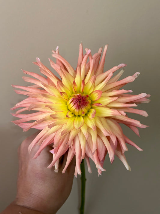 Camano Sitka Dahlia Tuber