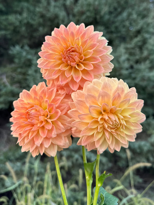 Hamilton Lillian Dahlia Tuber