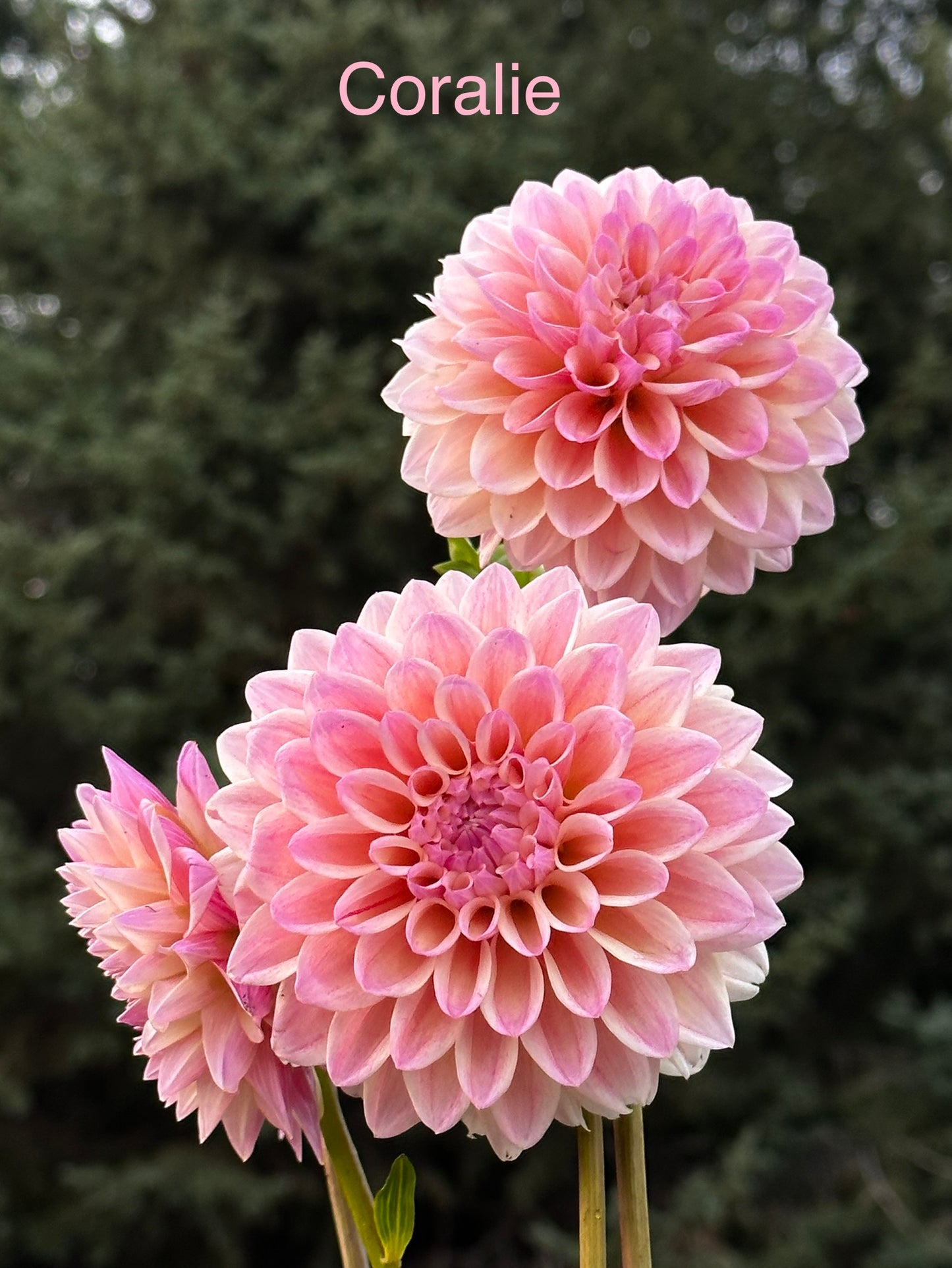 Coralie Dahlia Tuber