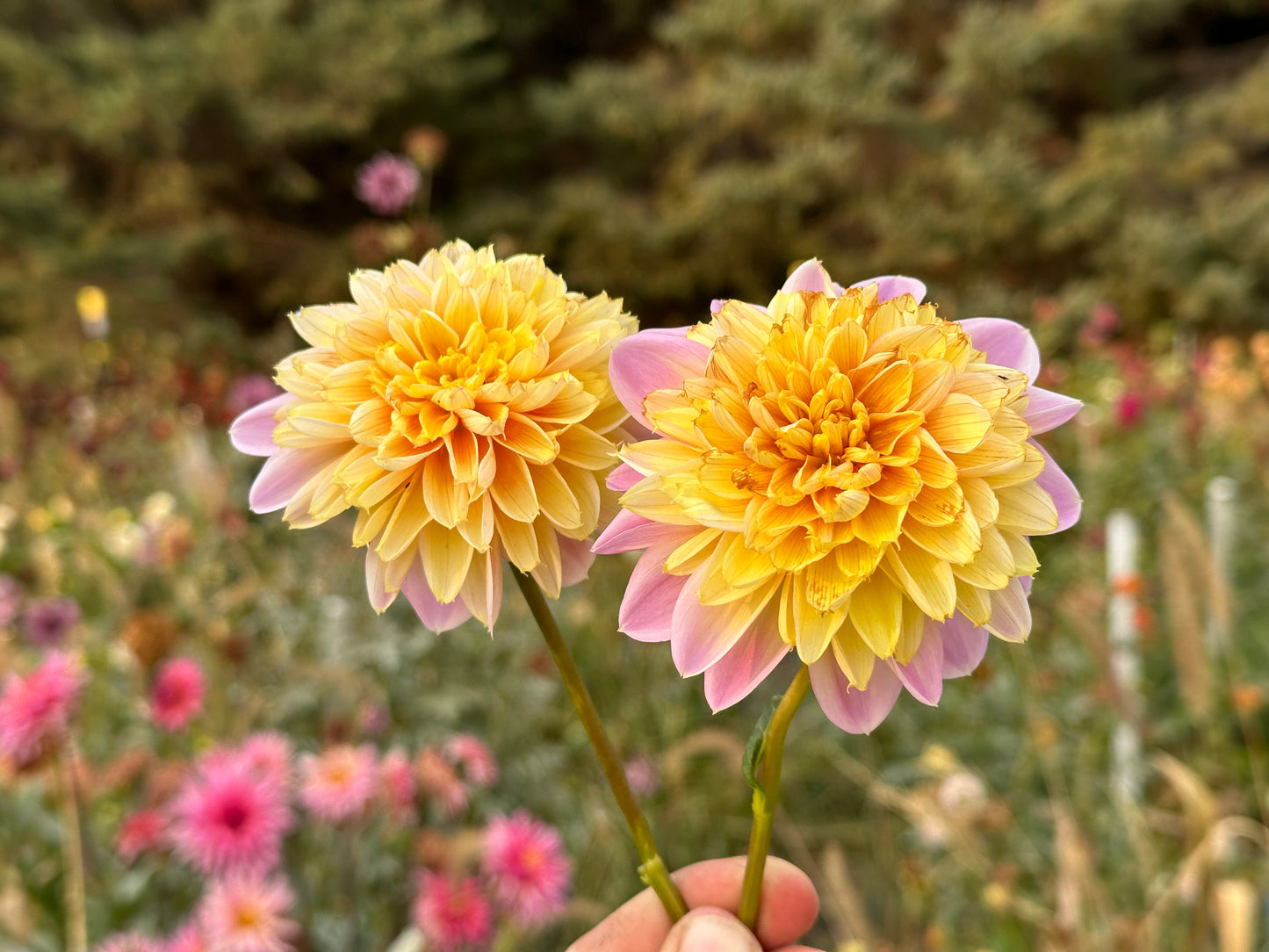 Lifestyle Dahlia Tuber