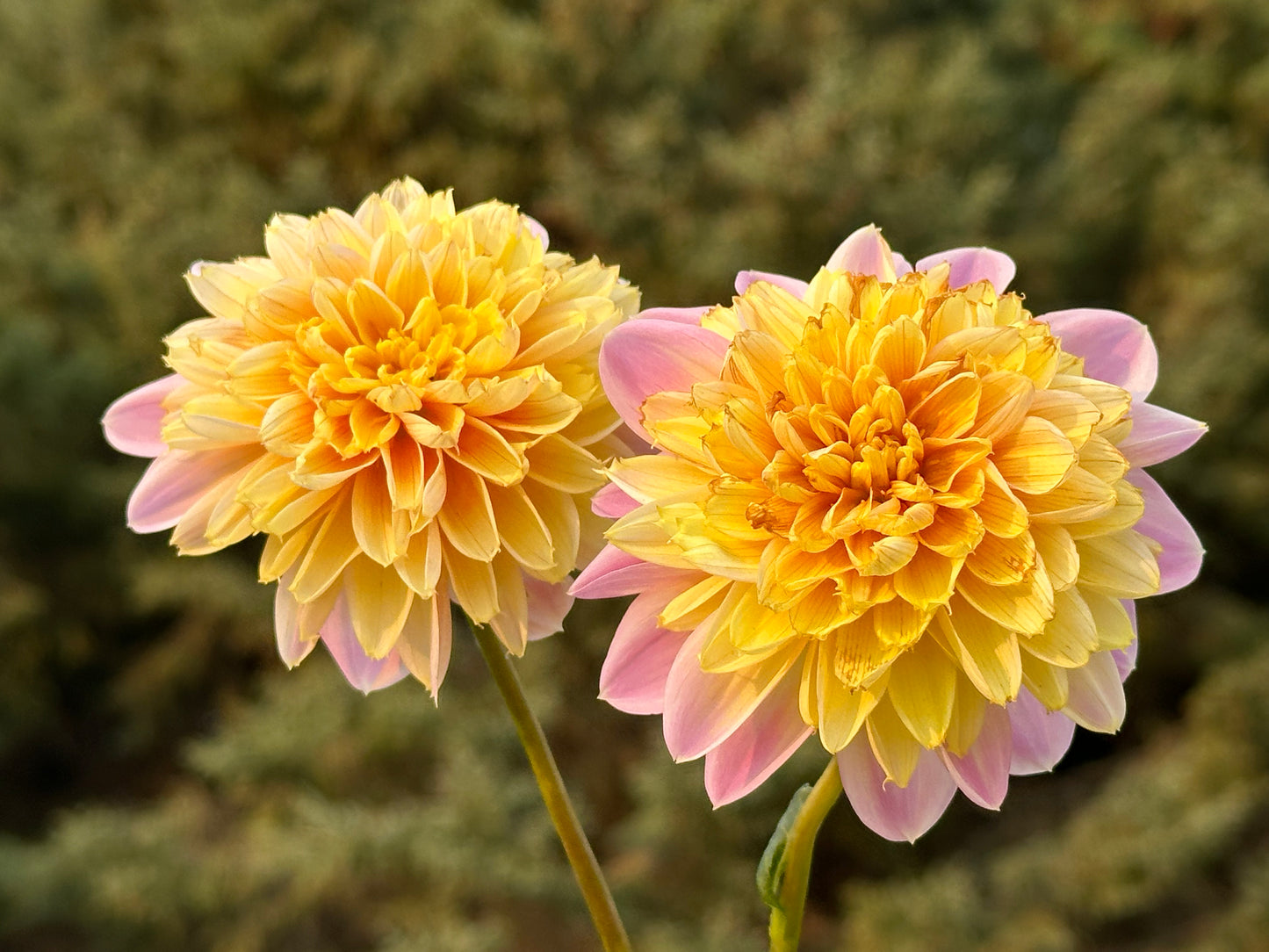 Lifestyle Dahlia Tuber