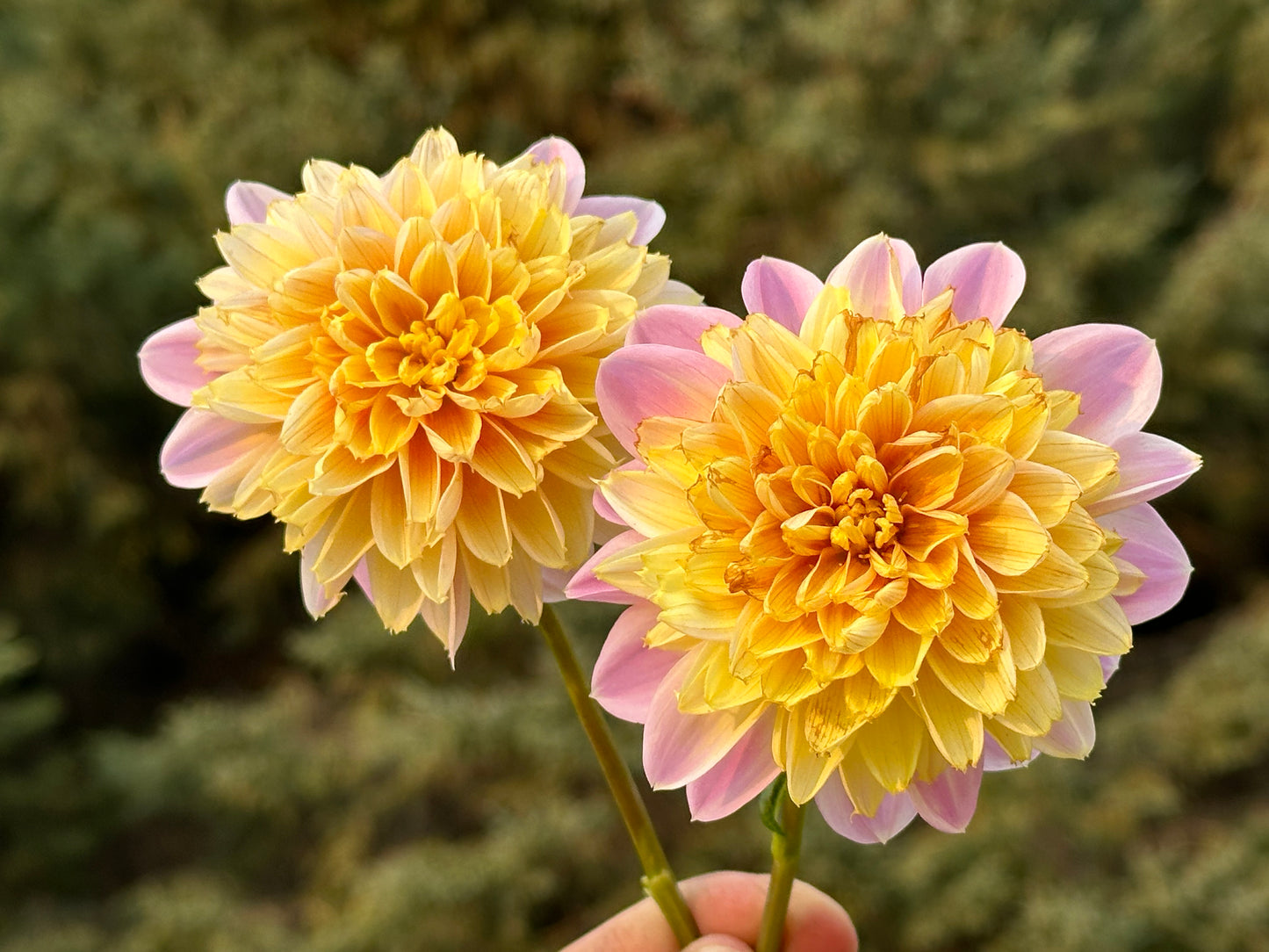 Lifestyle Dahlia Tuber