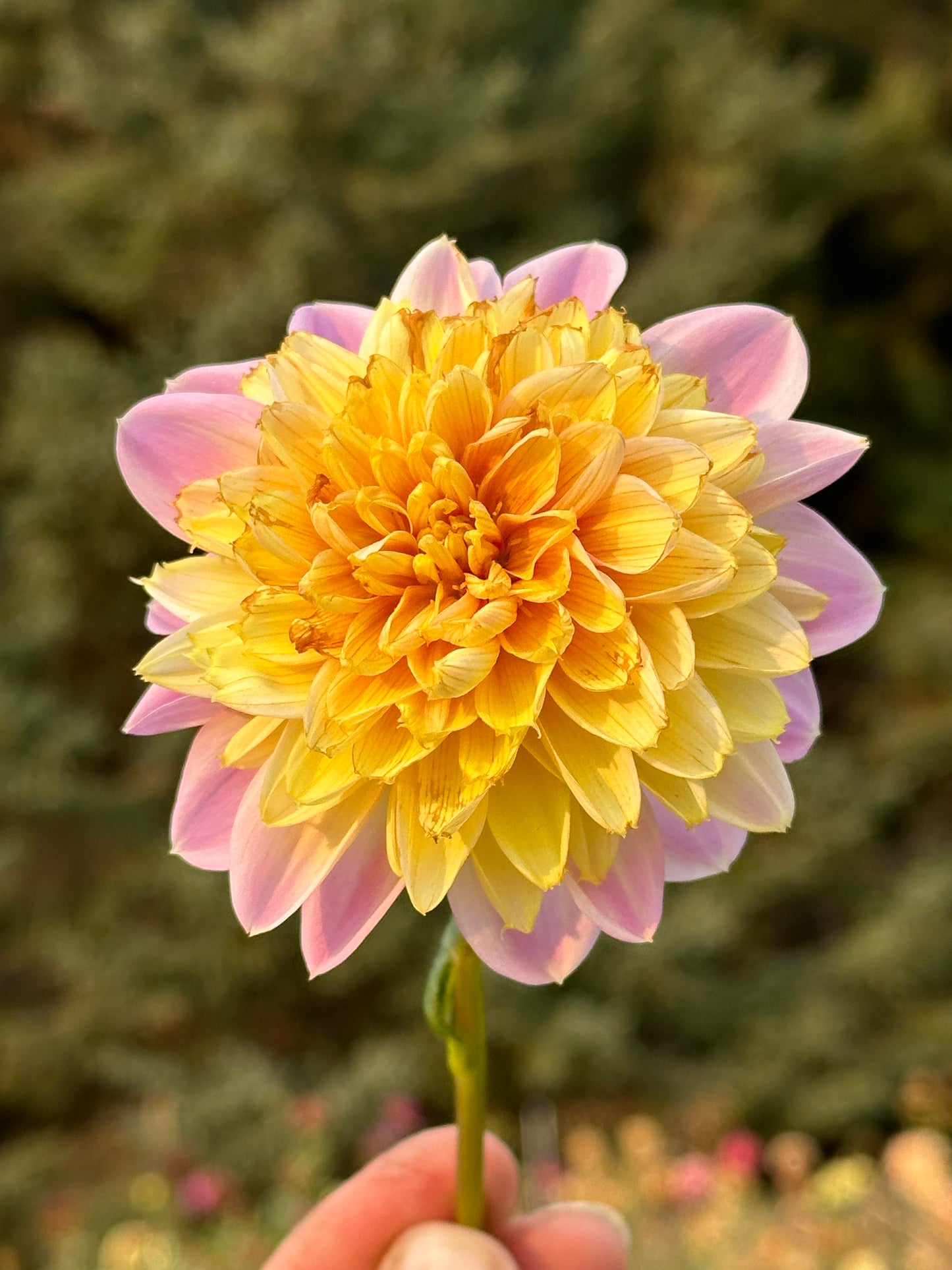 Lifestyle Dahlia Tuber
