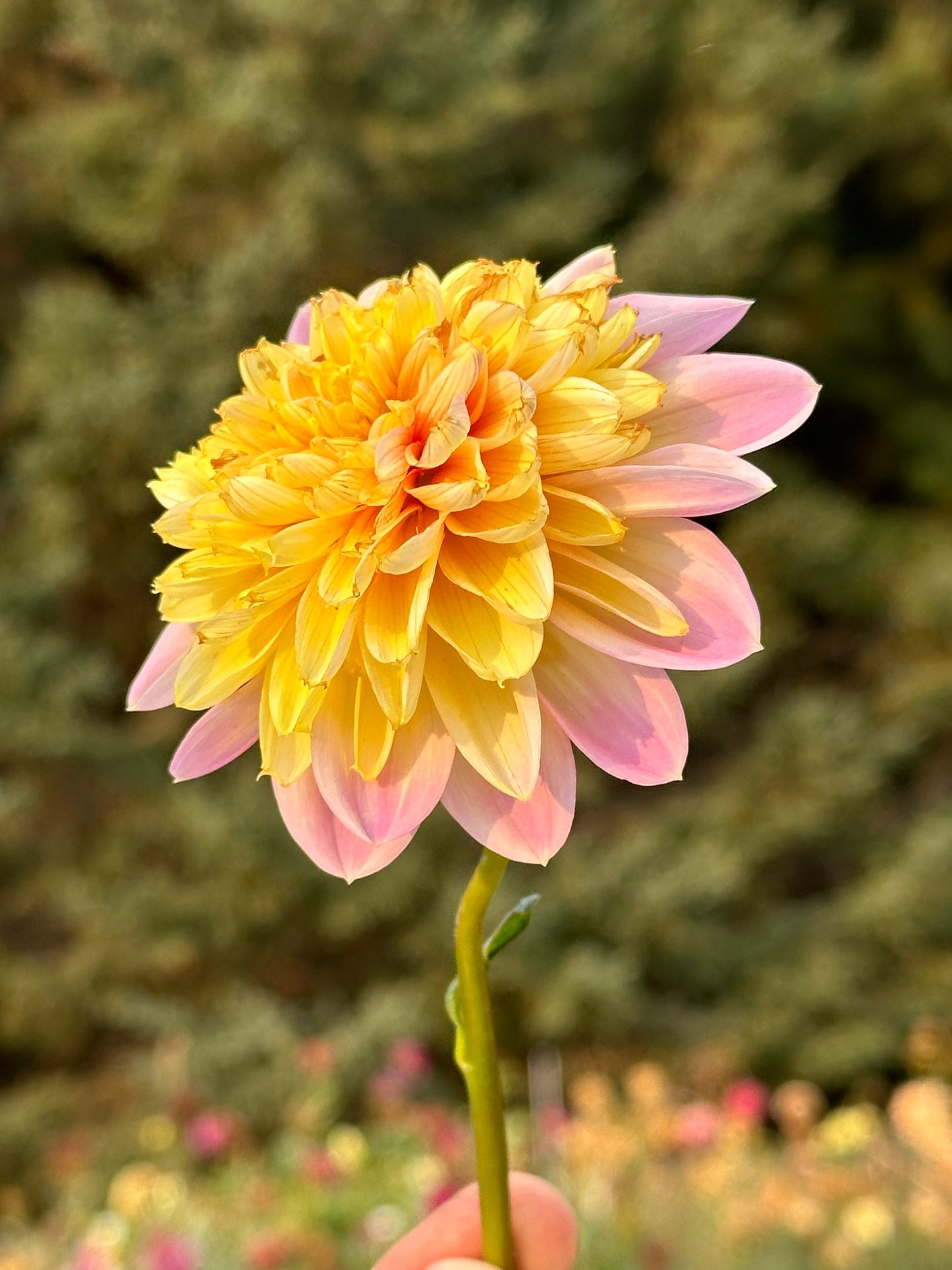 Lifestyle Dahlia Tuber