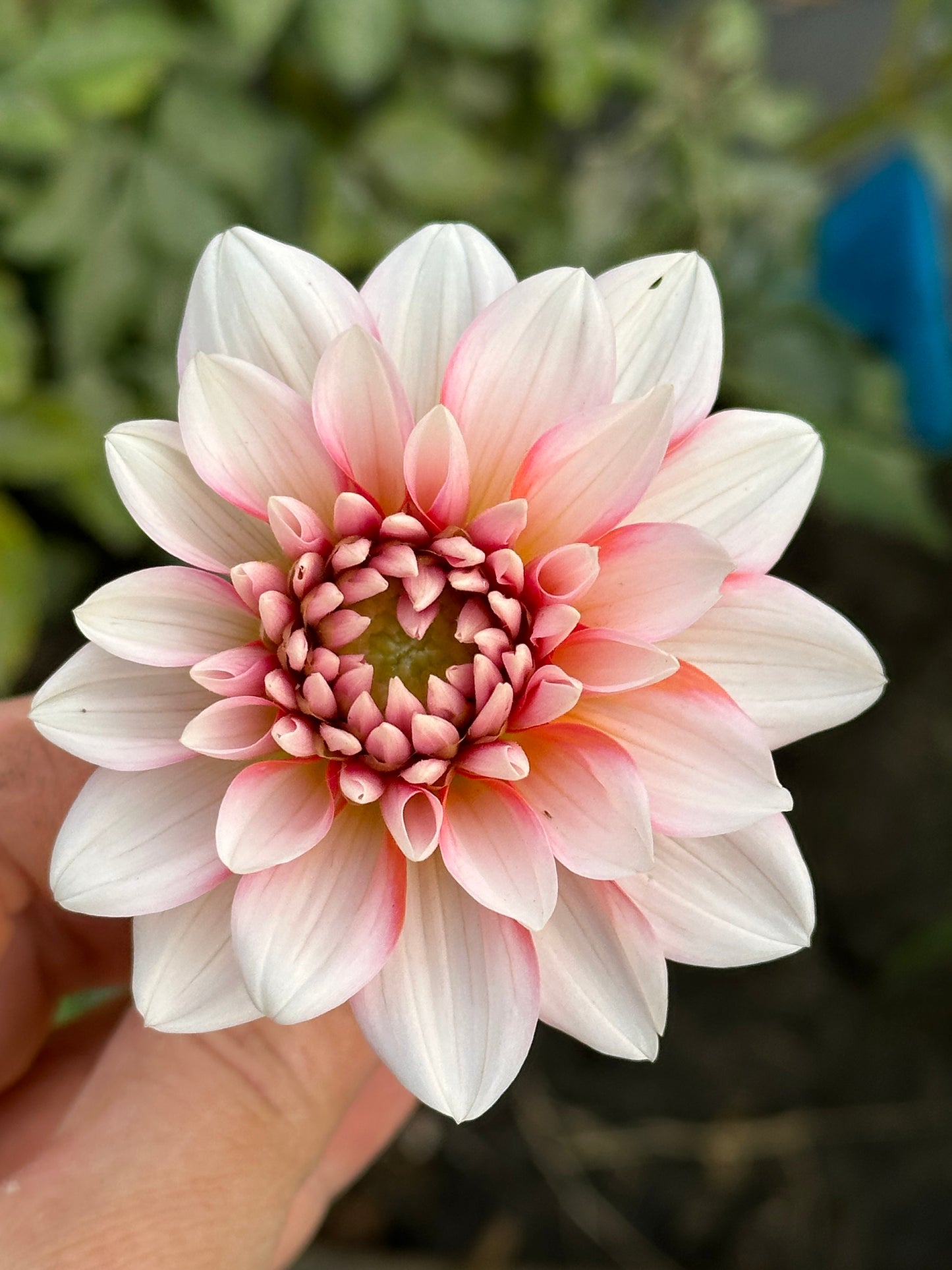 A La Mode Dahlia Tuber