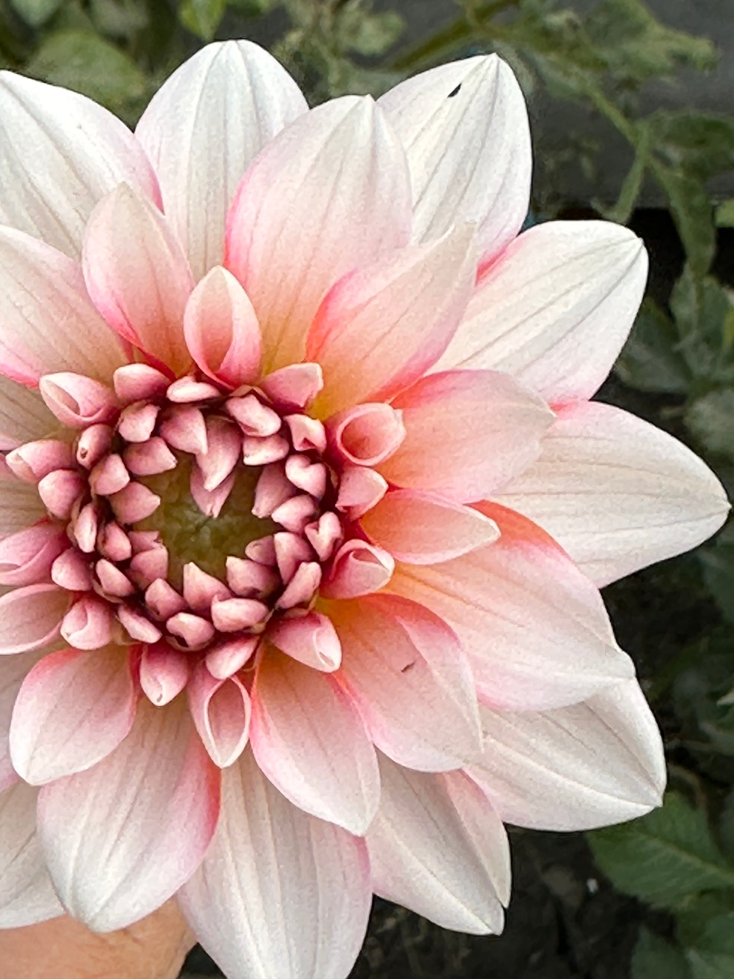 A La Mode Dahlia Tuber