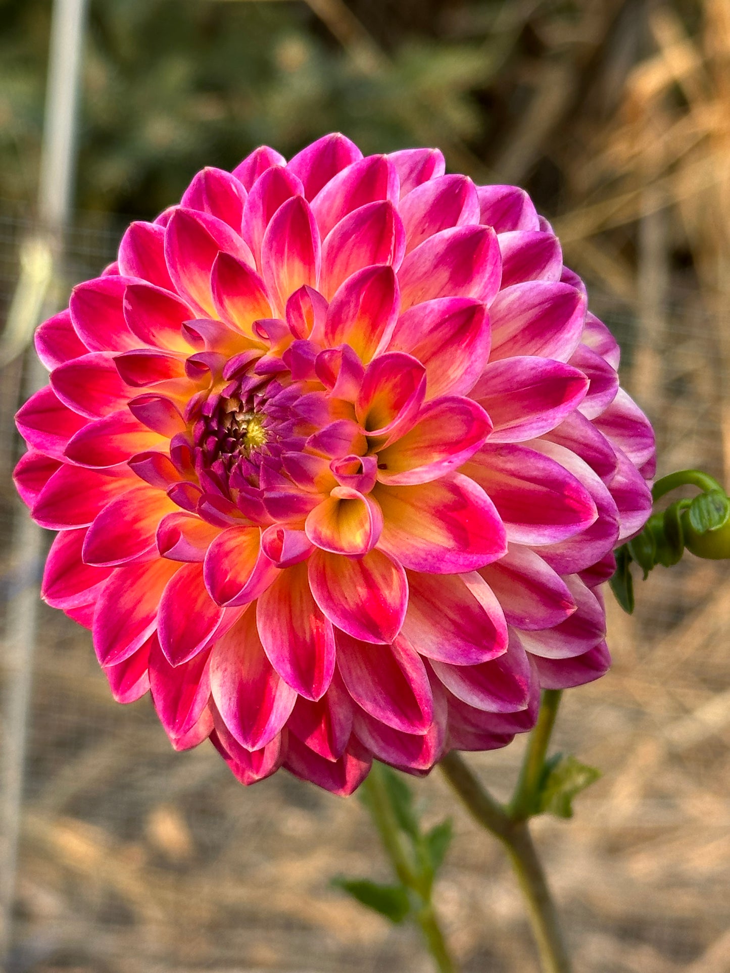 Hapet Daydream Dahlia Tuber