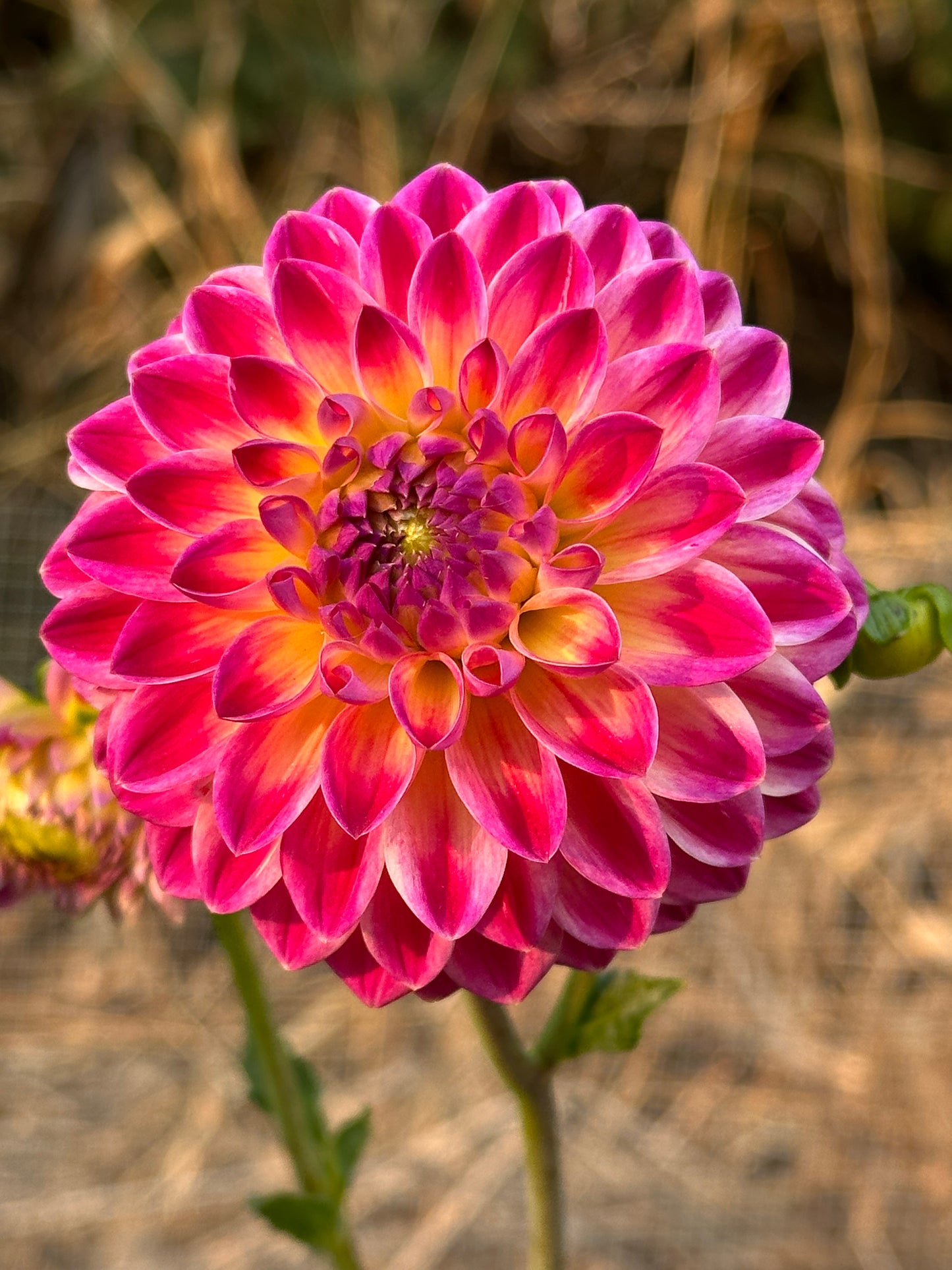Hapet Daydream Dahlia Tuber