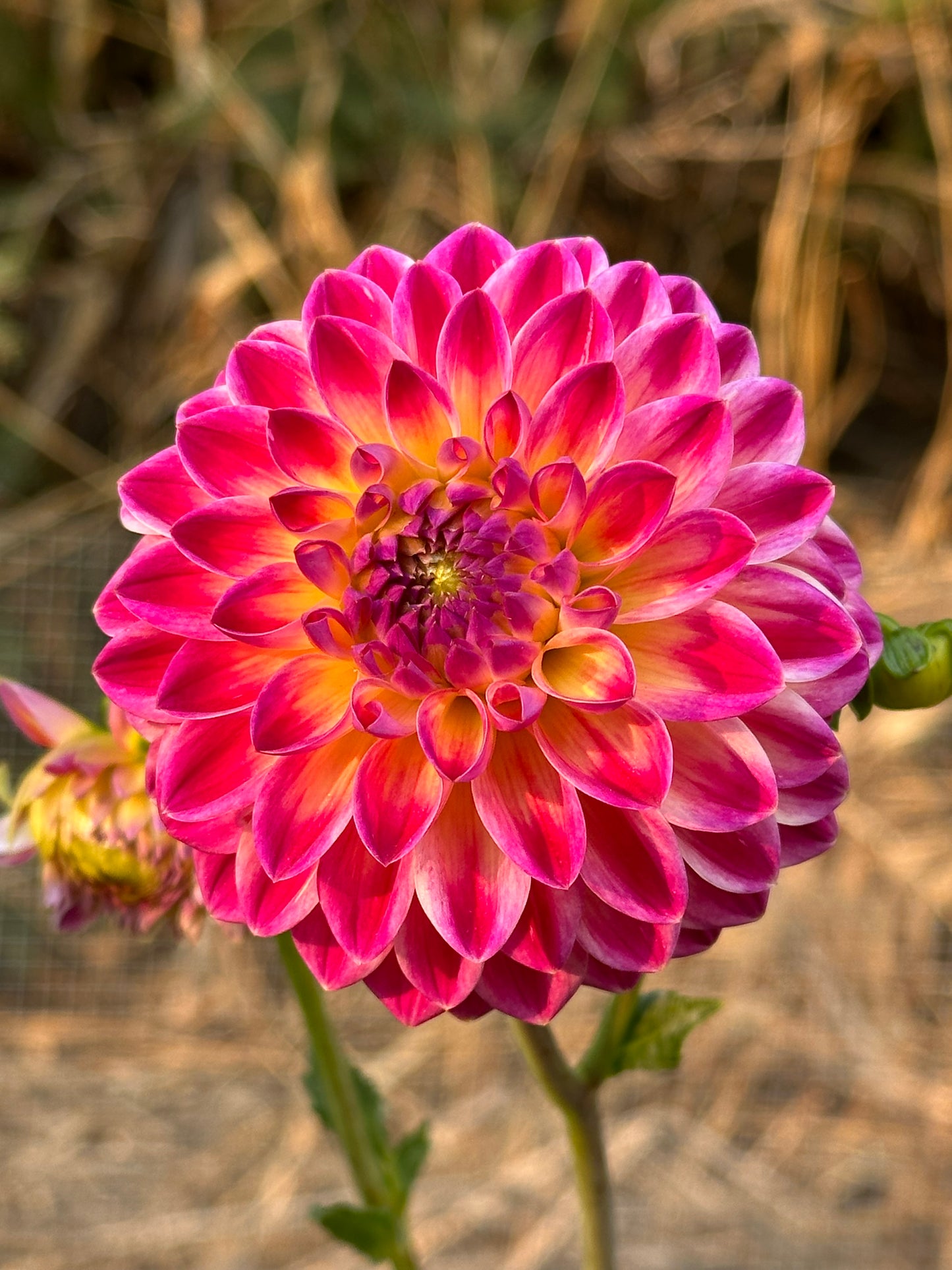 Hapet Daydream Dahlia Tuber