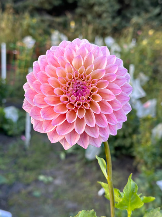 Coralie Dahlia Tuber