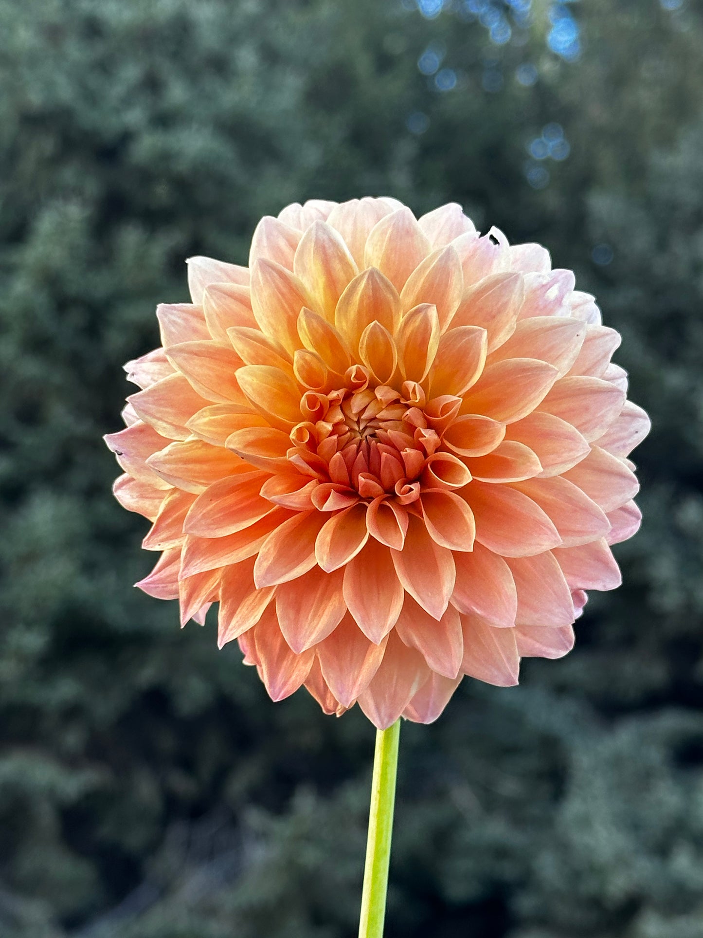Hamilton Lillian Dahlia Tuber