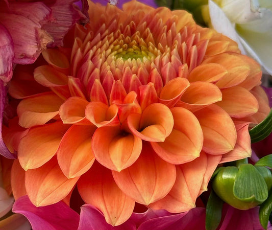 Camano Buz Dahlia Tuber