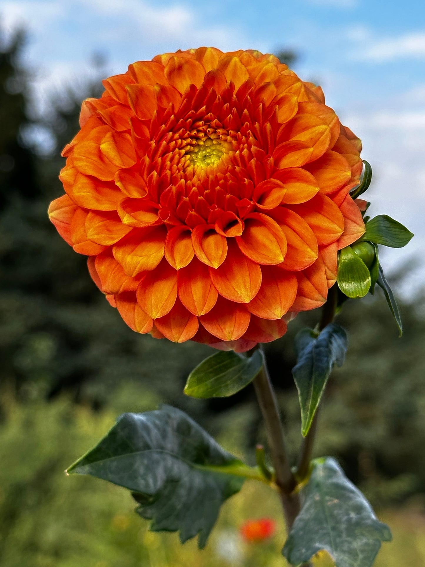 Camano Buz Dahlia Tuber