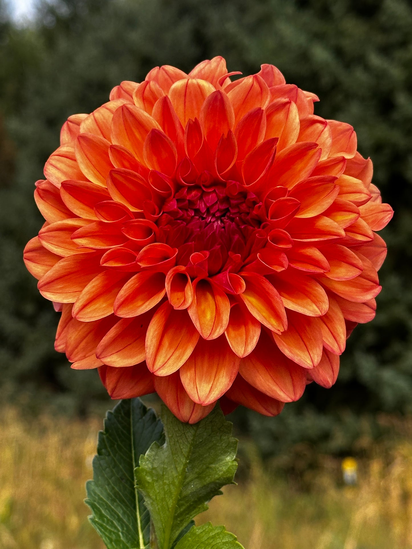 Ferncliff Copper Dahlia Tuber