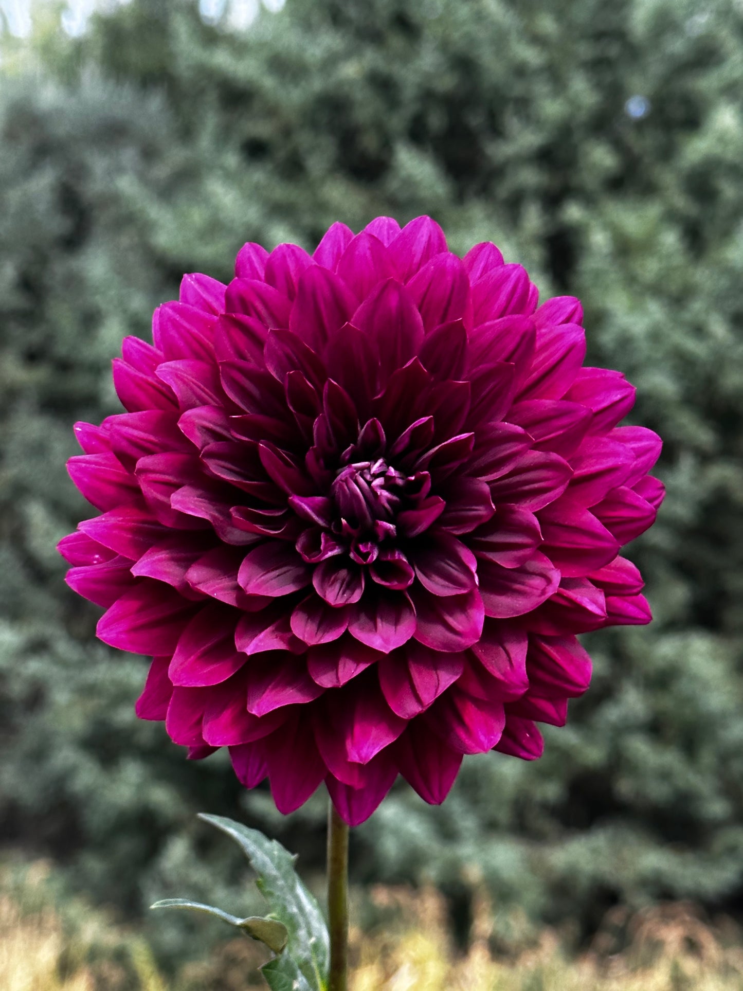 Hollyhill Black Beauty