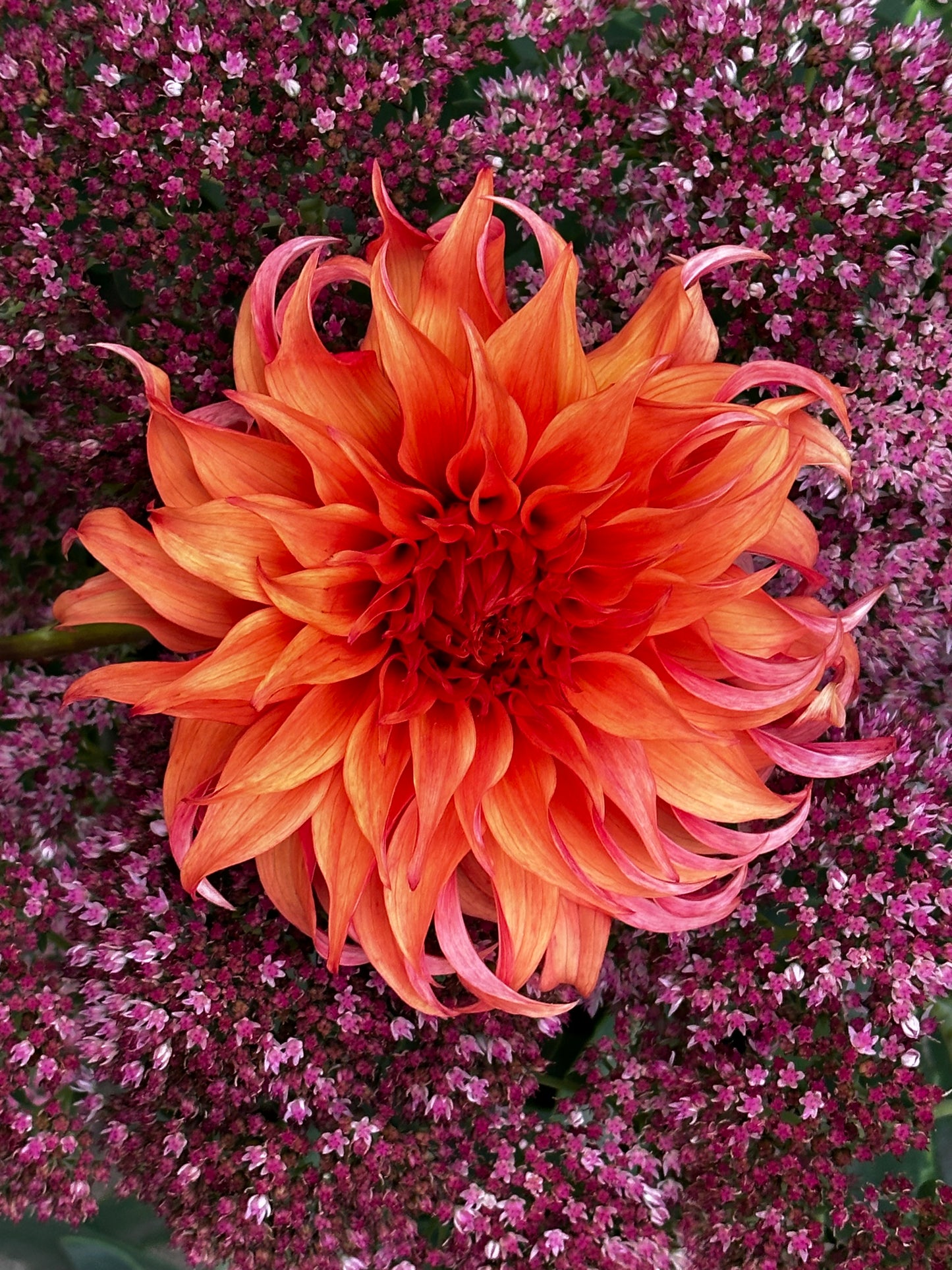 Bloomquist Jean Dahlia